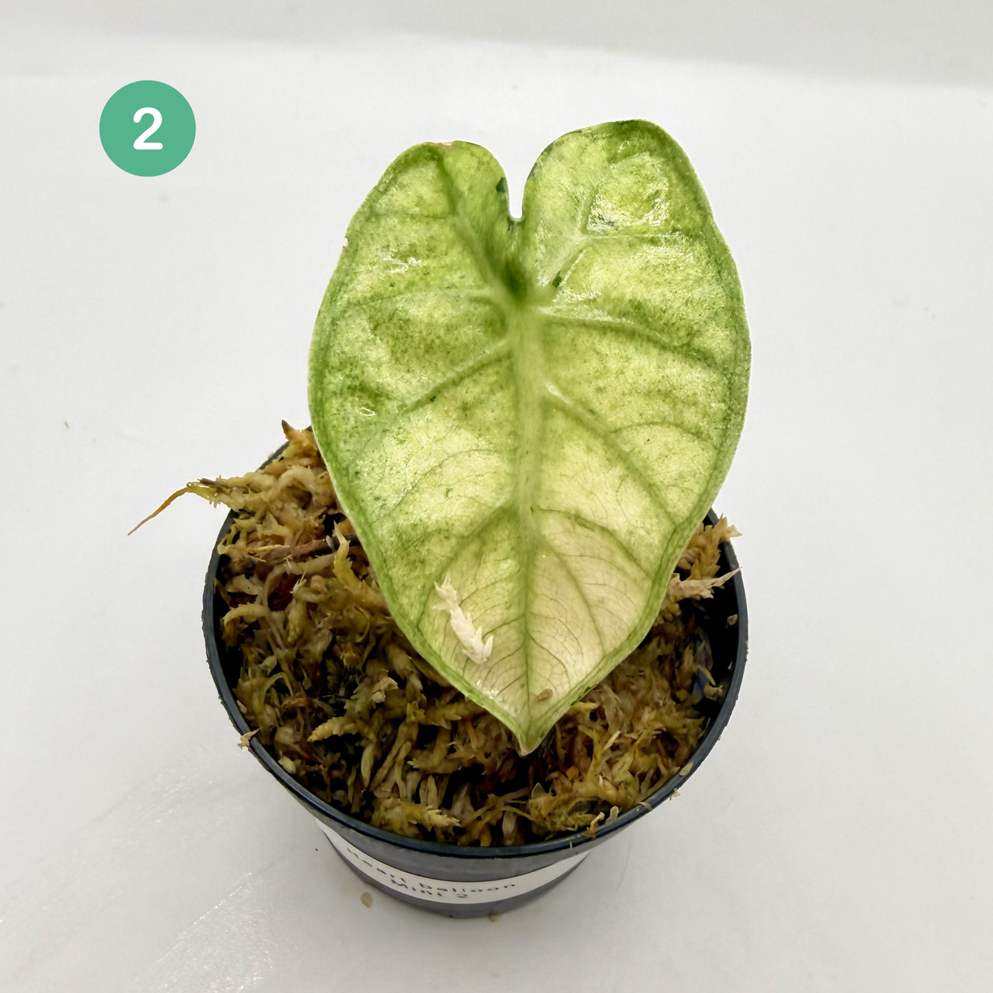 Alocasia Heart Balloon Mint/Pink Variegata