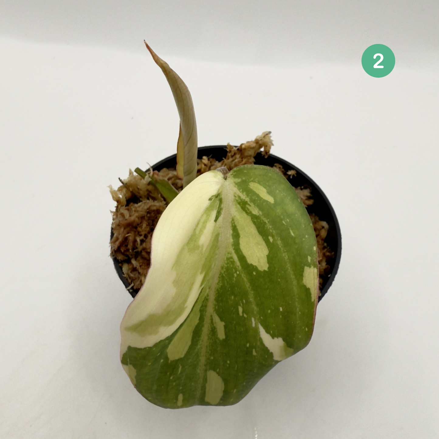 Philodendron Gloriosum Tricolor/Galaxy Variegated