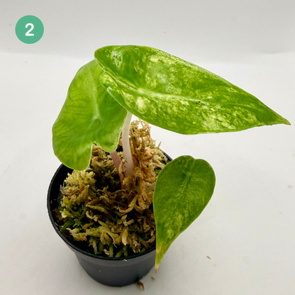 Alocasia Pink Dragon Aurea Variegata