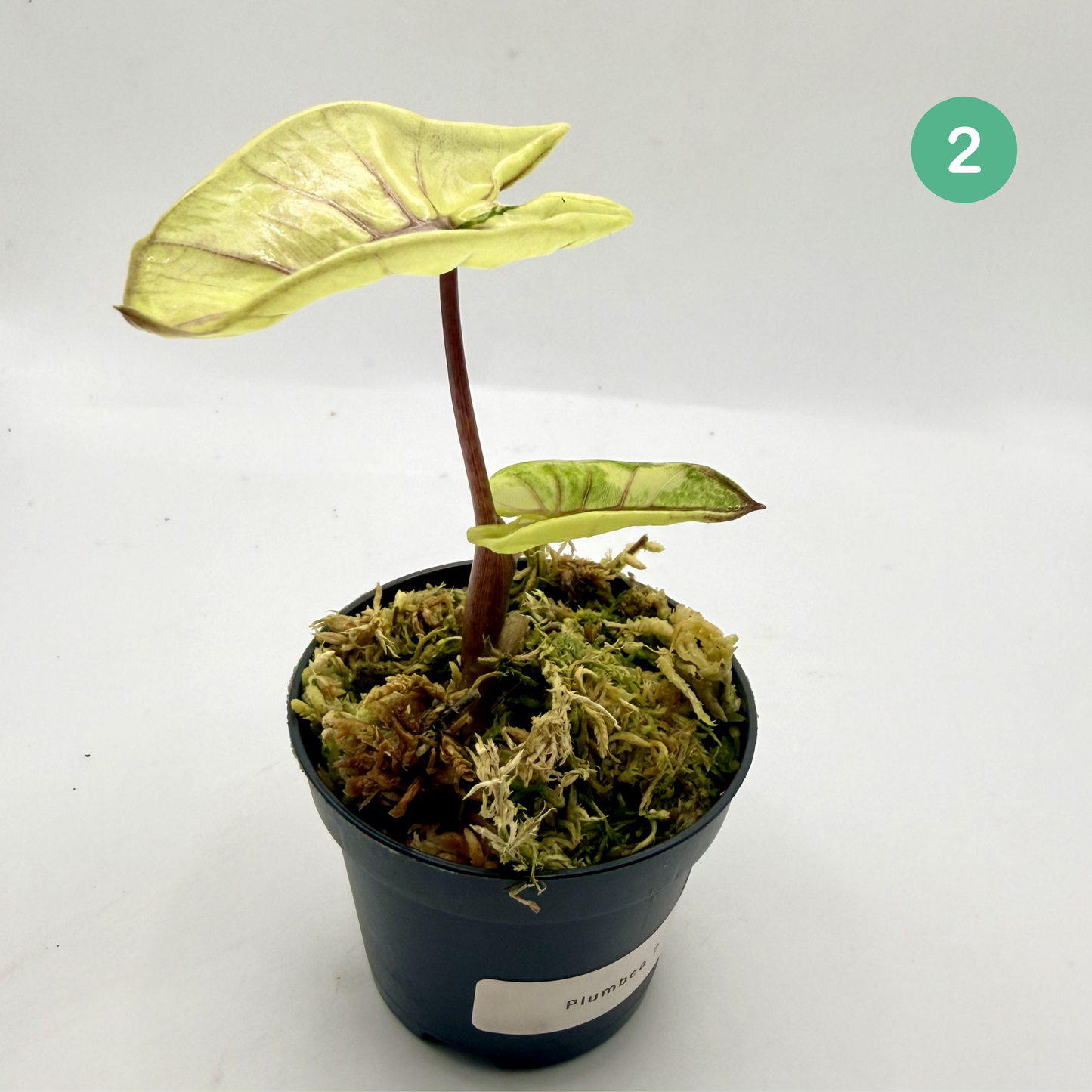 Alocasia Plumbea Nigra Albo/Pink Variegata