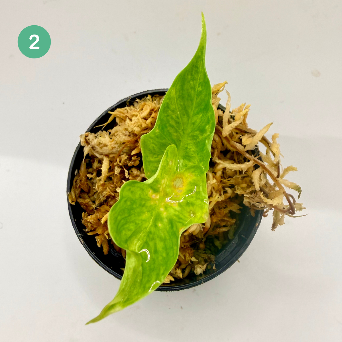 Alocasia Puber Aurea Variegata
