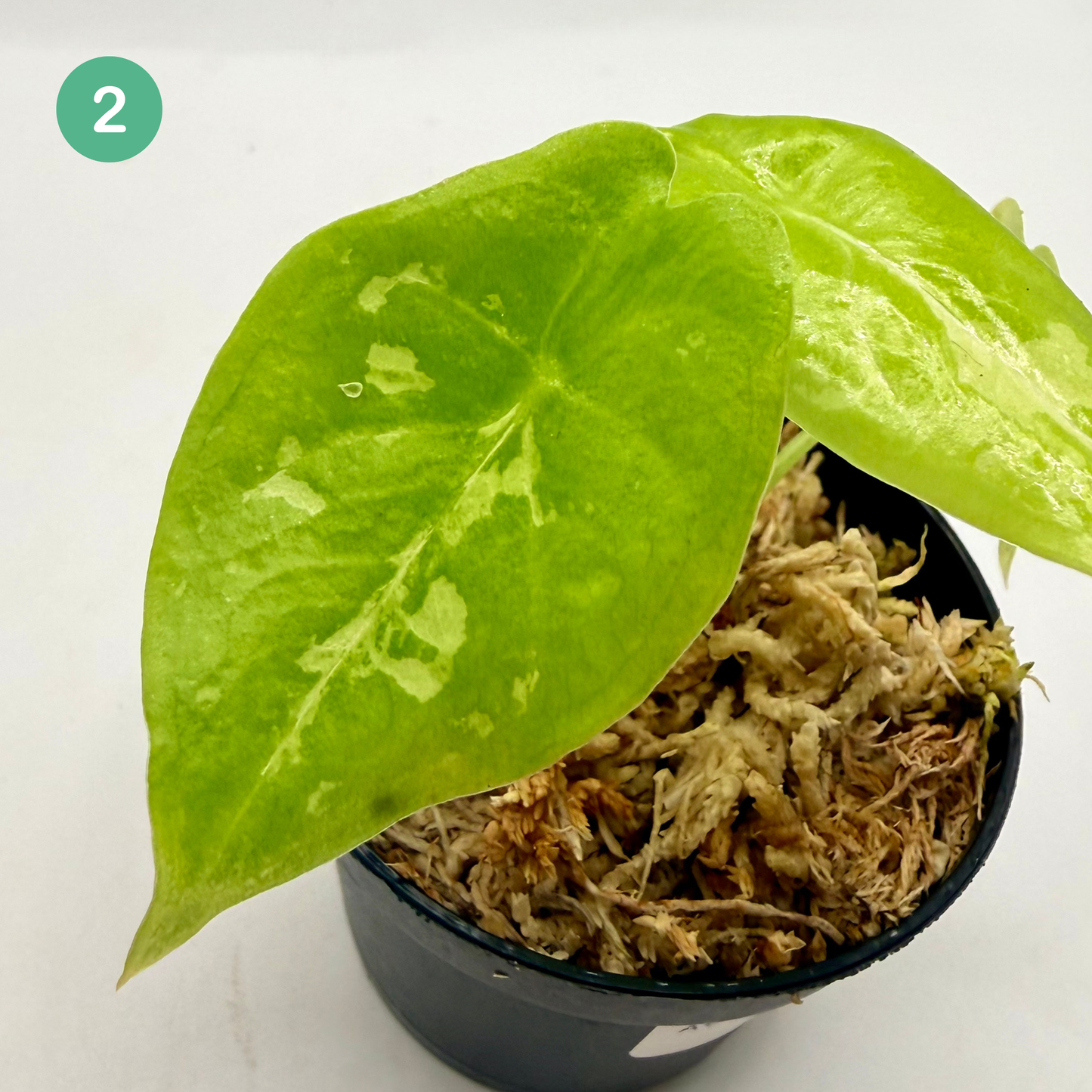 Alocasia Acuminata Albo Variegata
