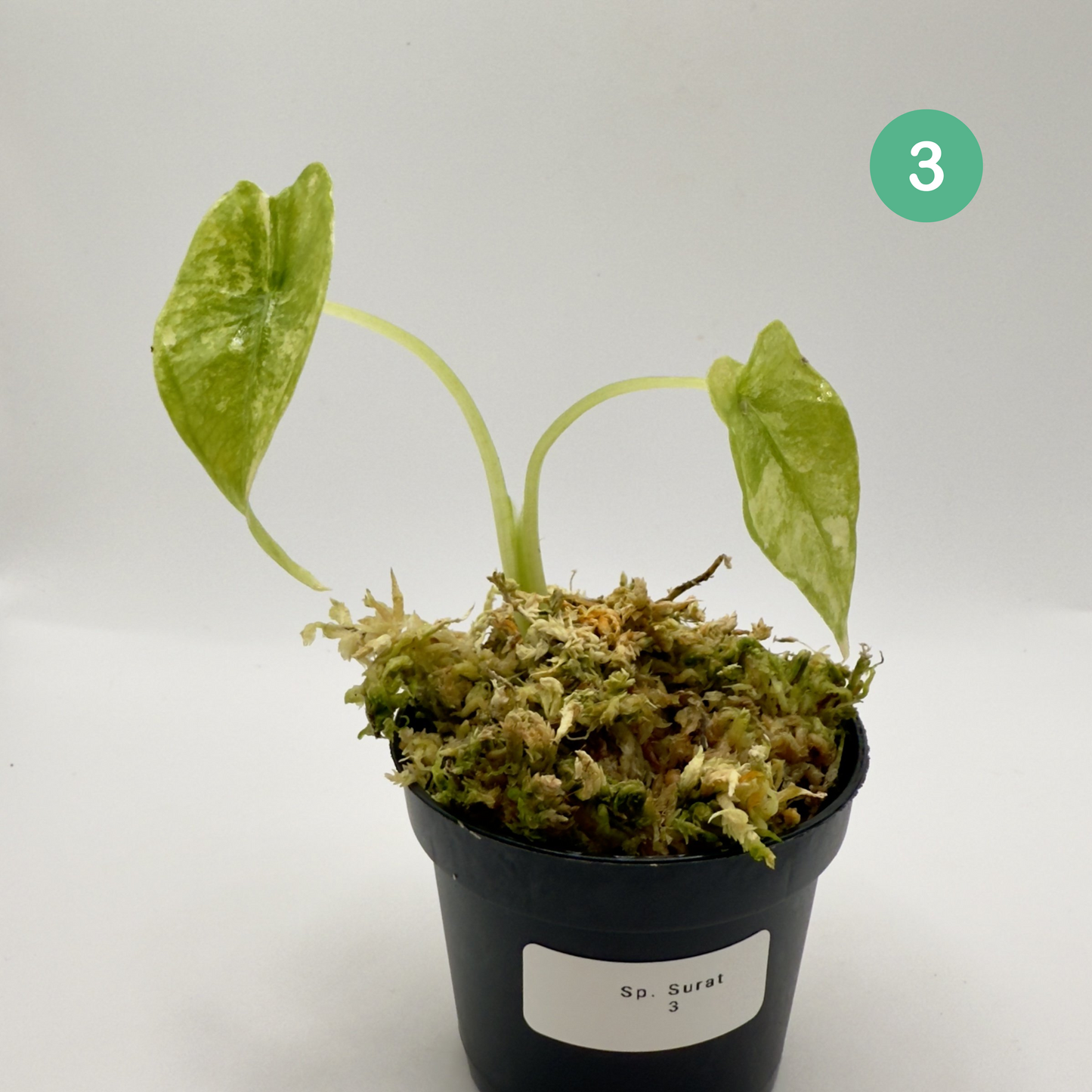 Alocasia SP. (From Surat) Aurea Variegata