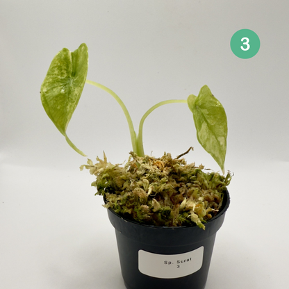 Alocasia SP. (From Surat) Aurea Variegata