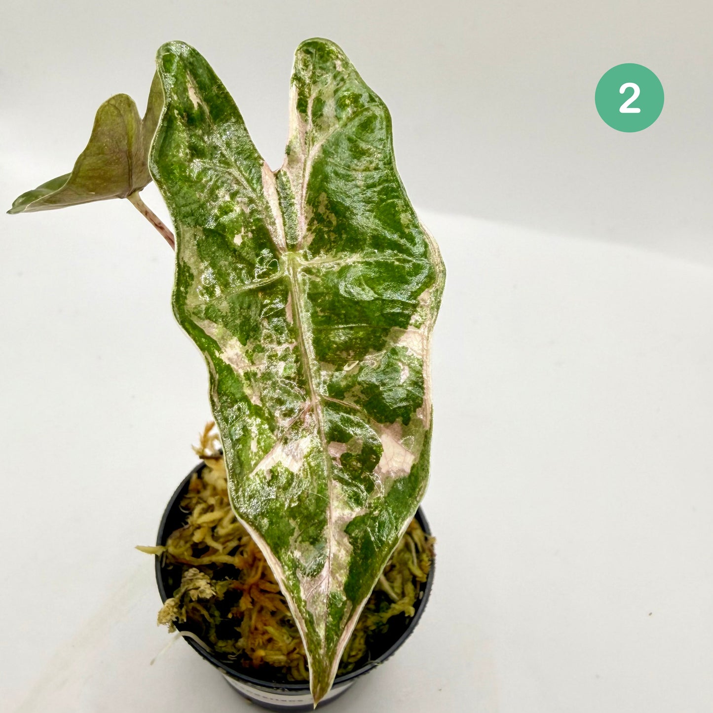 Alocasia Pseudo Sanderiana Albo/Pink Variegata