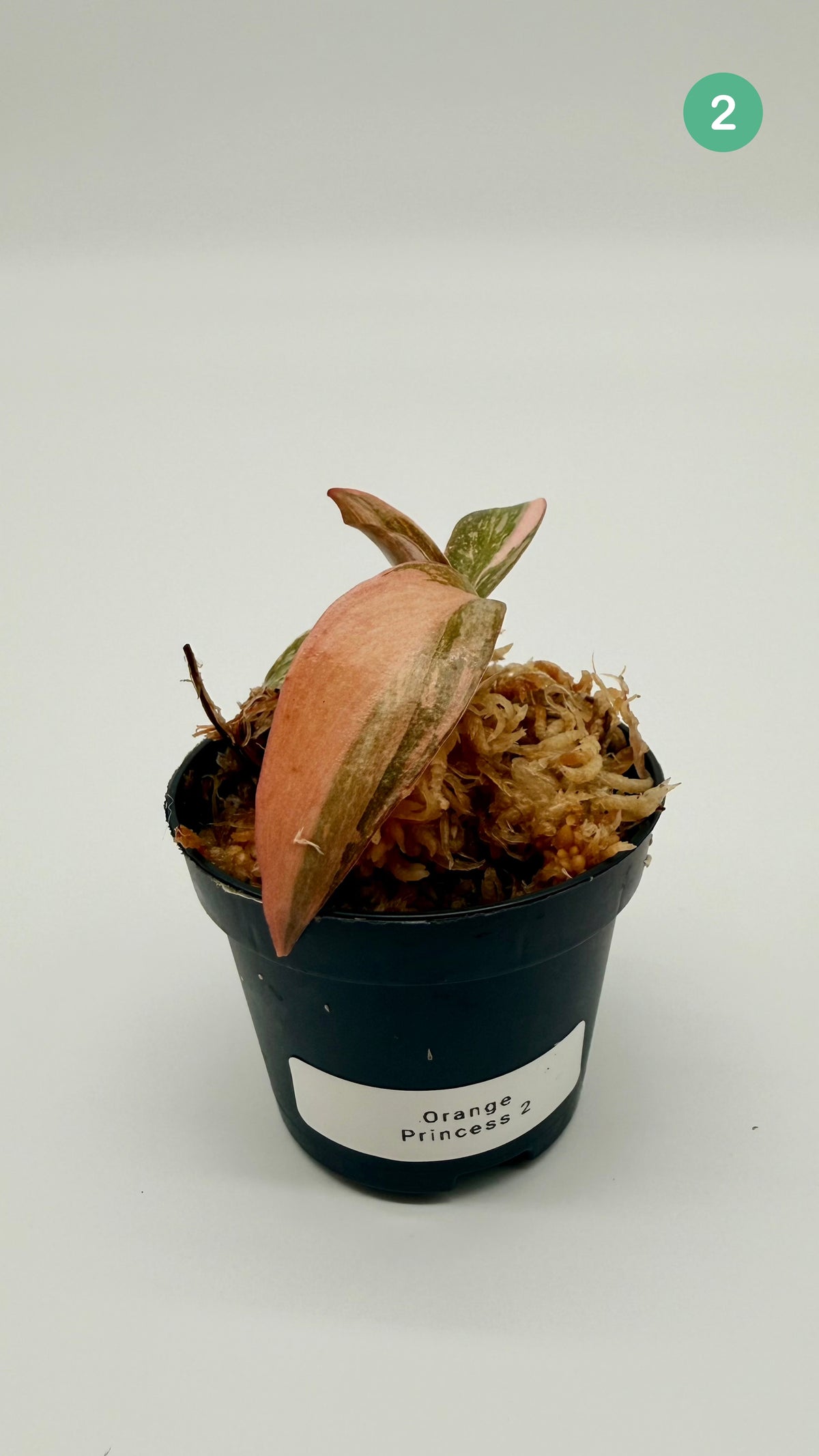 Philodendron Orange Princess Variegated