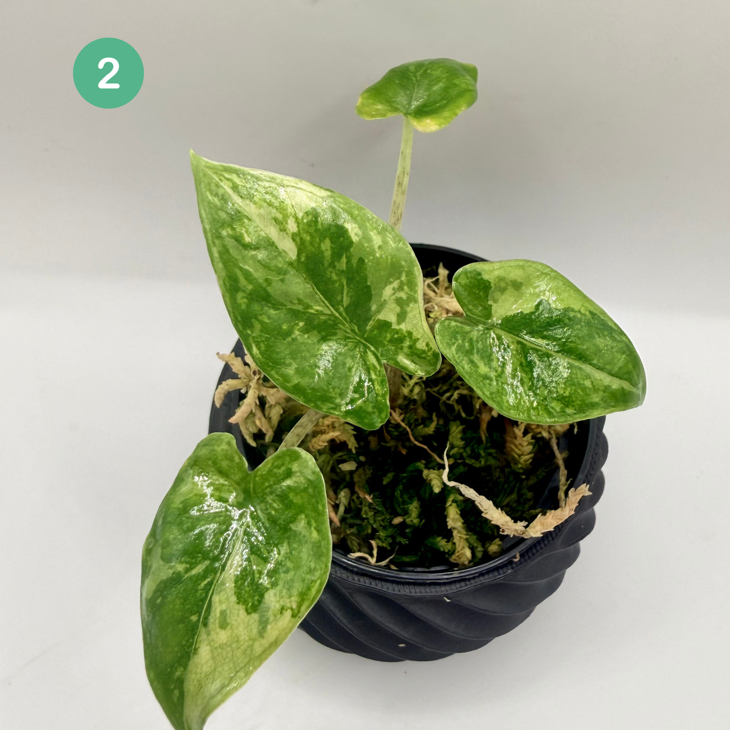 Alocasia Corazón Albo Variegata