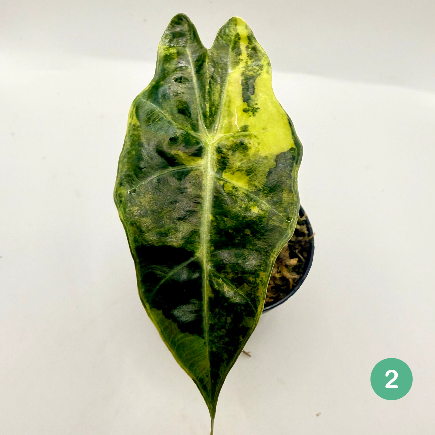 Alocasia Sanderiana Bull Aurea Variegata
