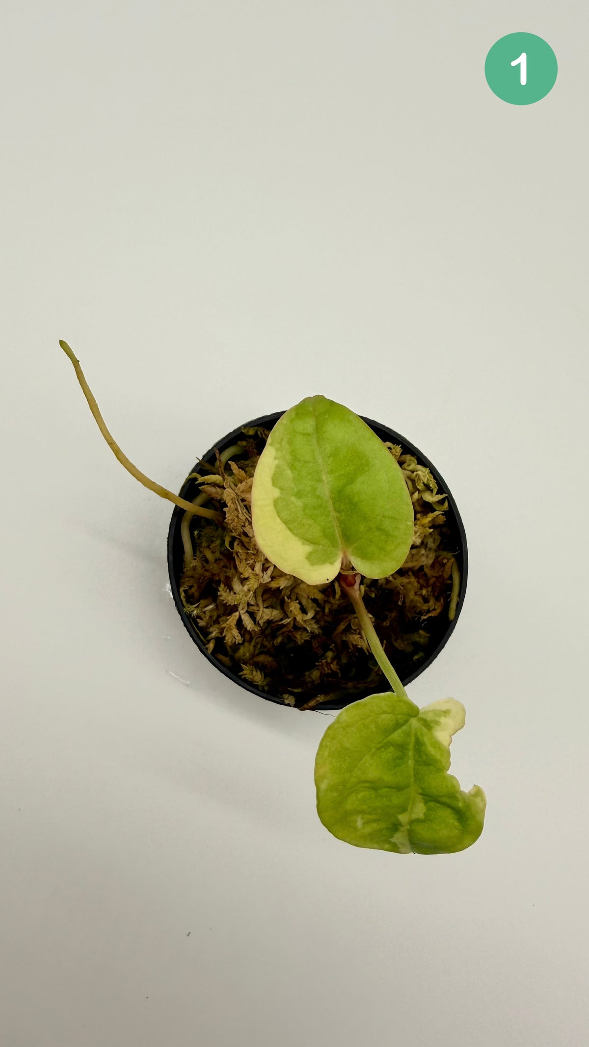 Anthurium Papillilaminum  x  Magnificum Variegata