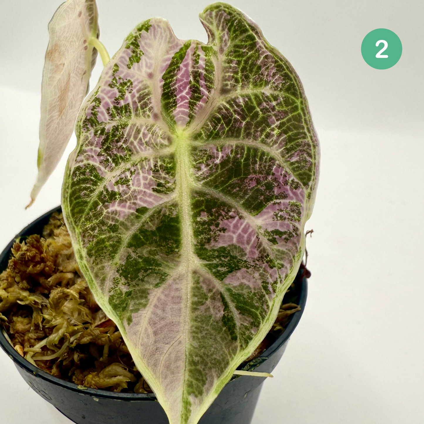 Alocasia Watsoniana - Albo/Pink Variegata