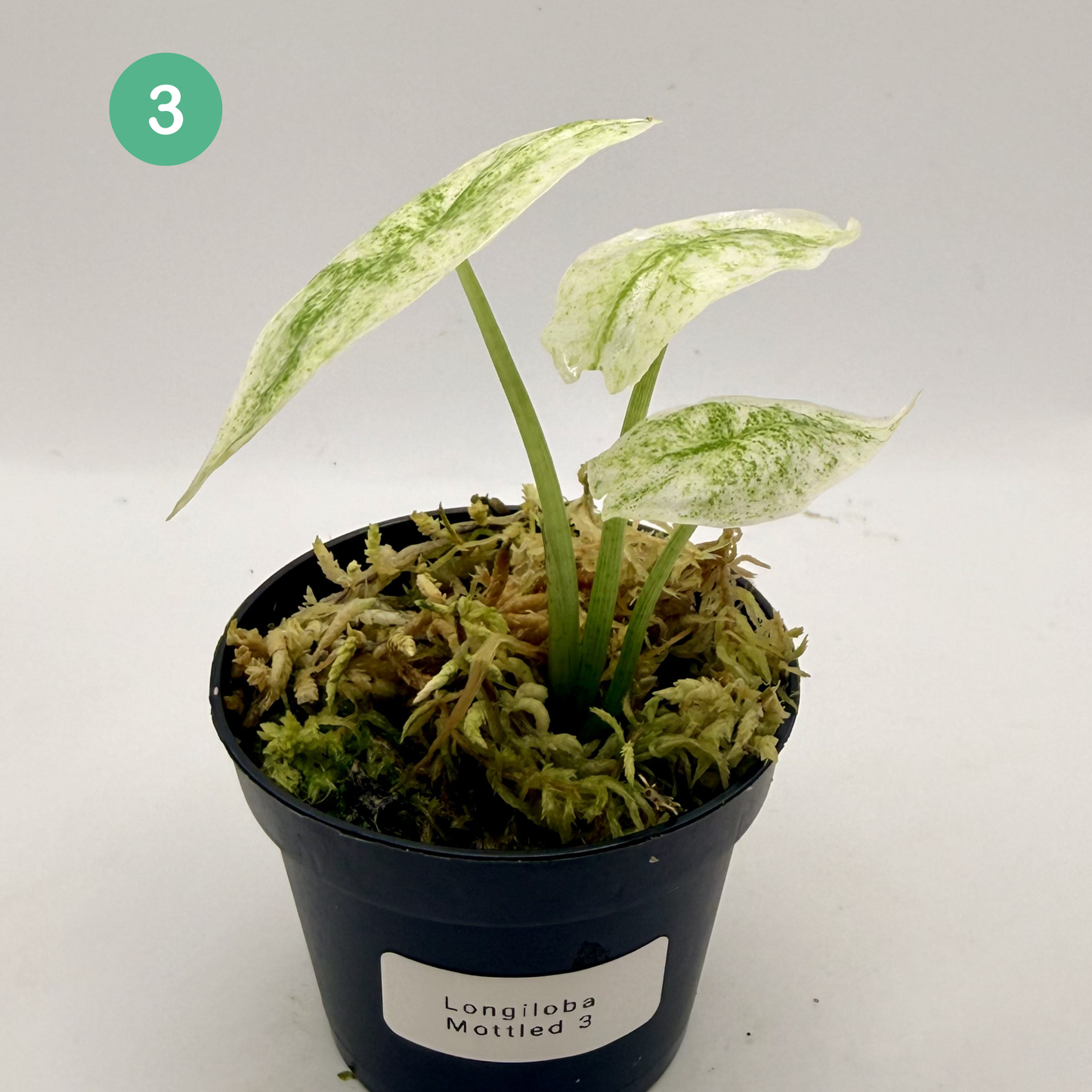 Alocasia Longiloba Mottled Variegata