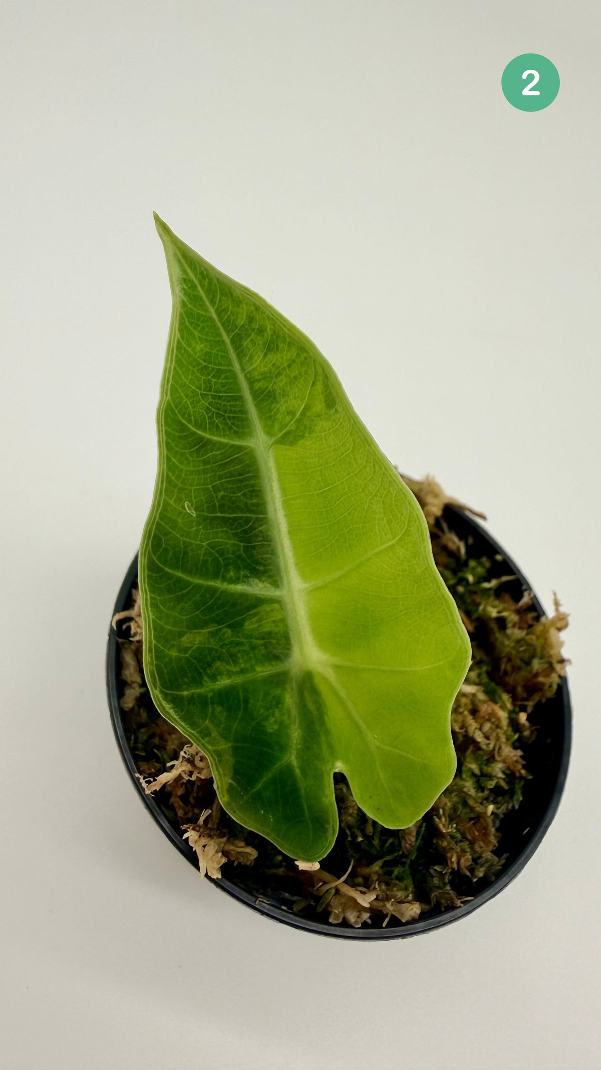 Alocasia Polly Aurea Variegata