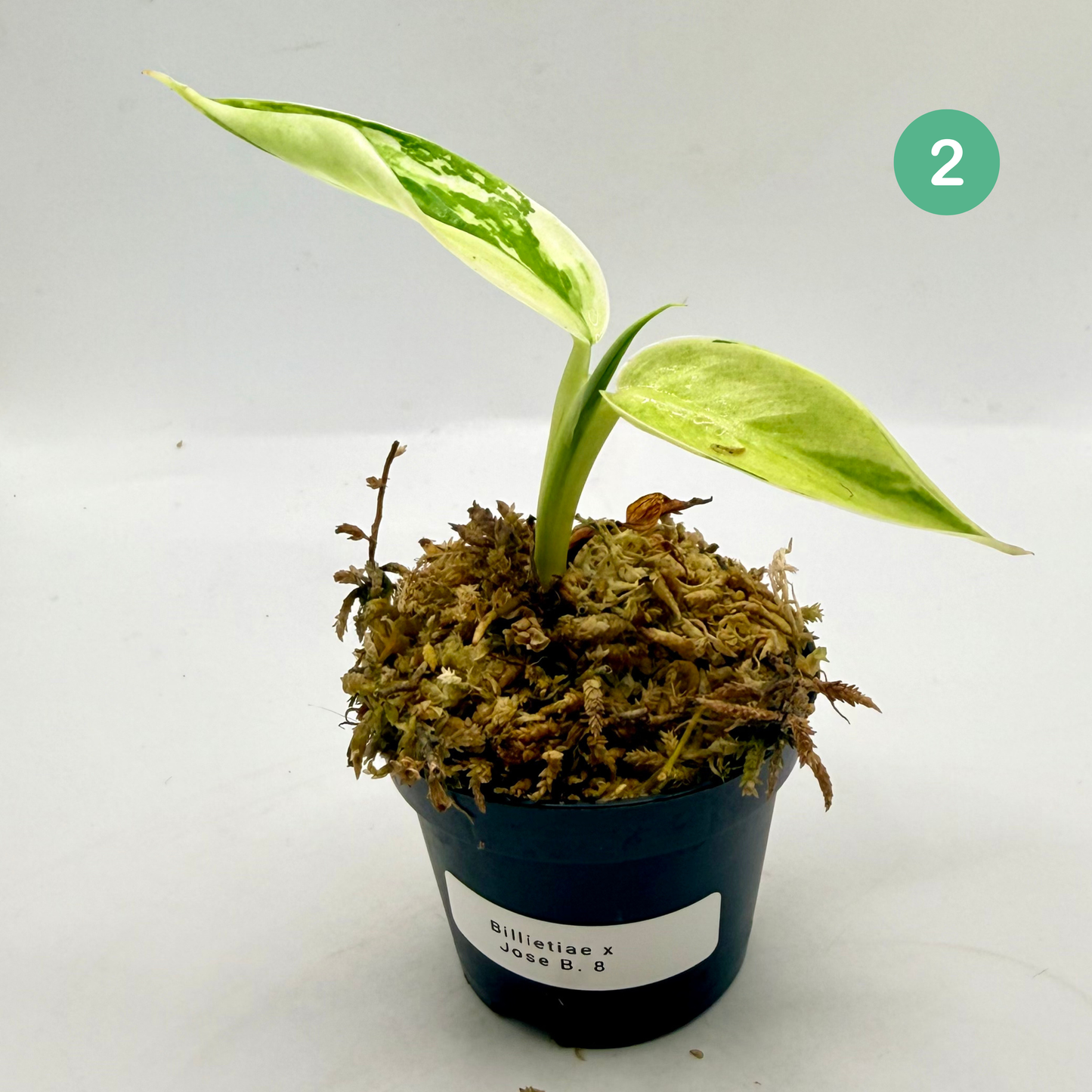 Philodendron Billietiae x José Buono Variegated