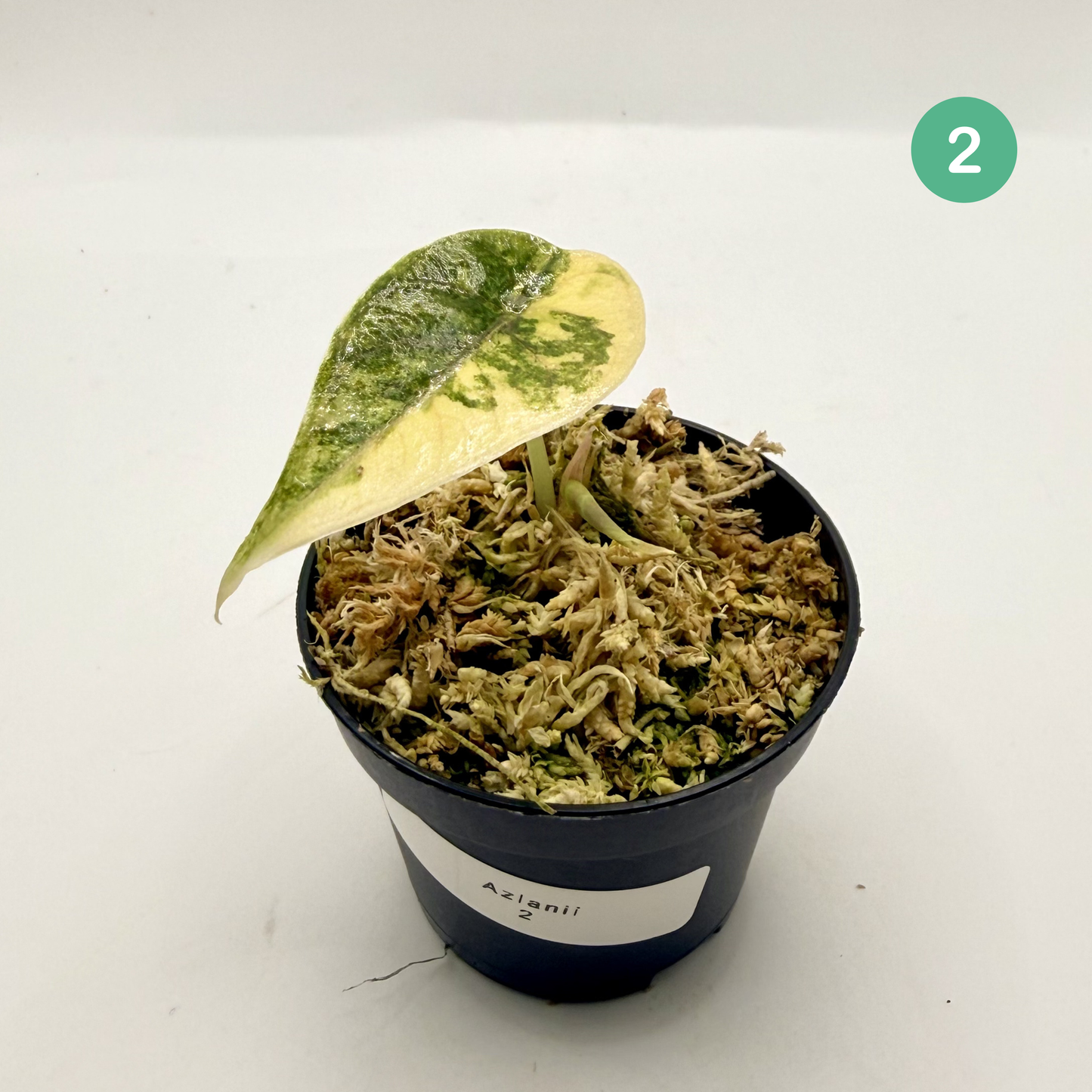 Alocasia Azlanii Aurea Variegata