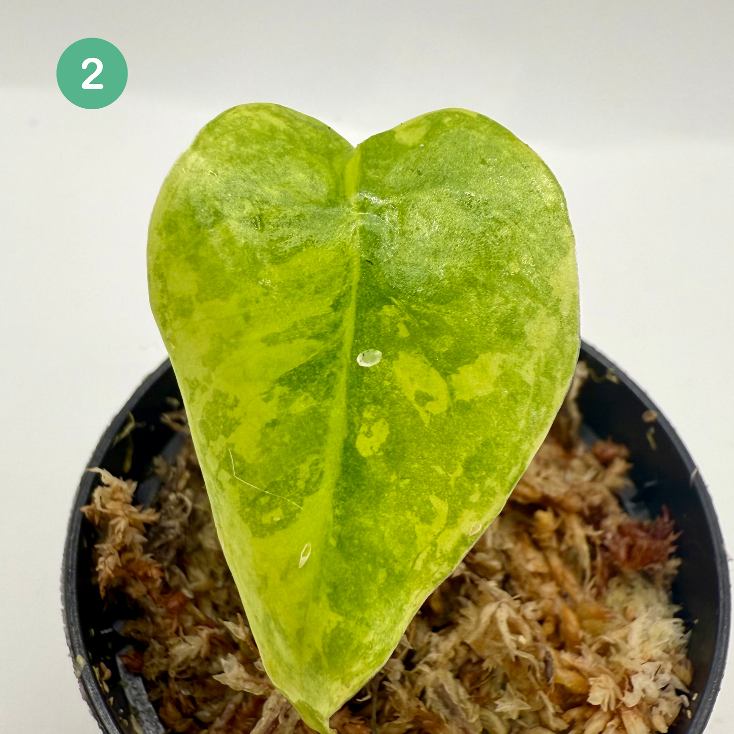 Alocasia Longiloba Aurea Variegata