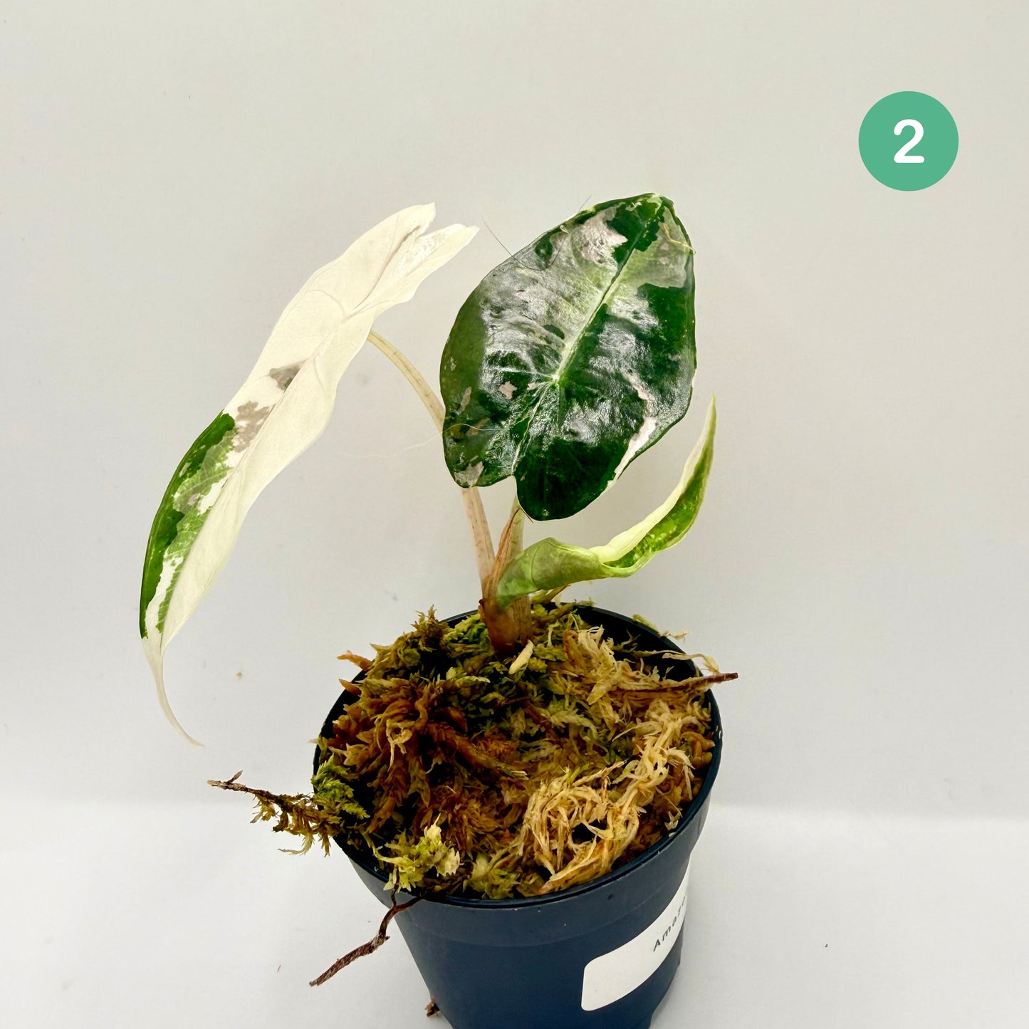 Alocasia Amazonica Pink/Albo Variegata