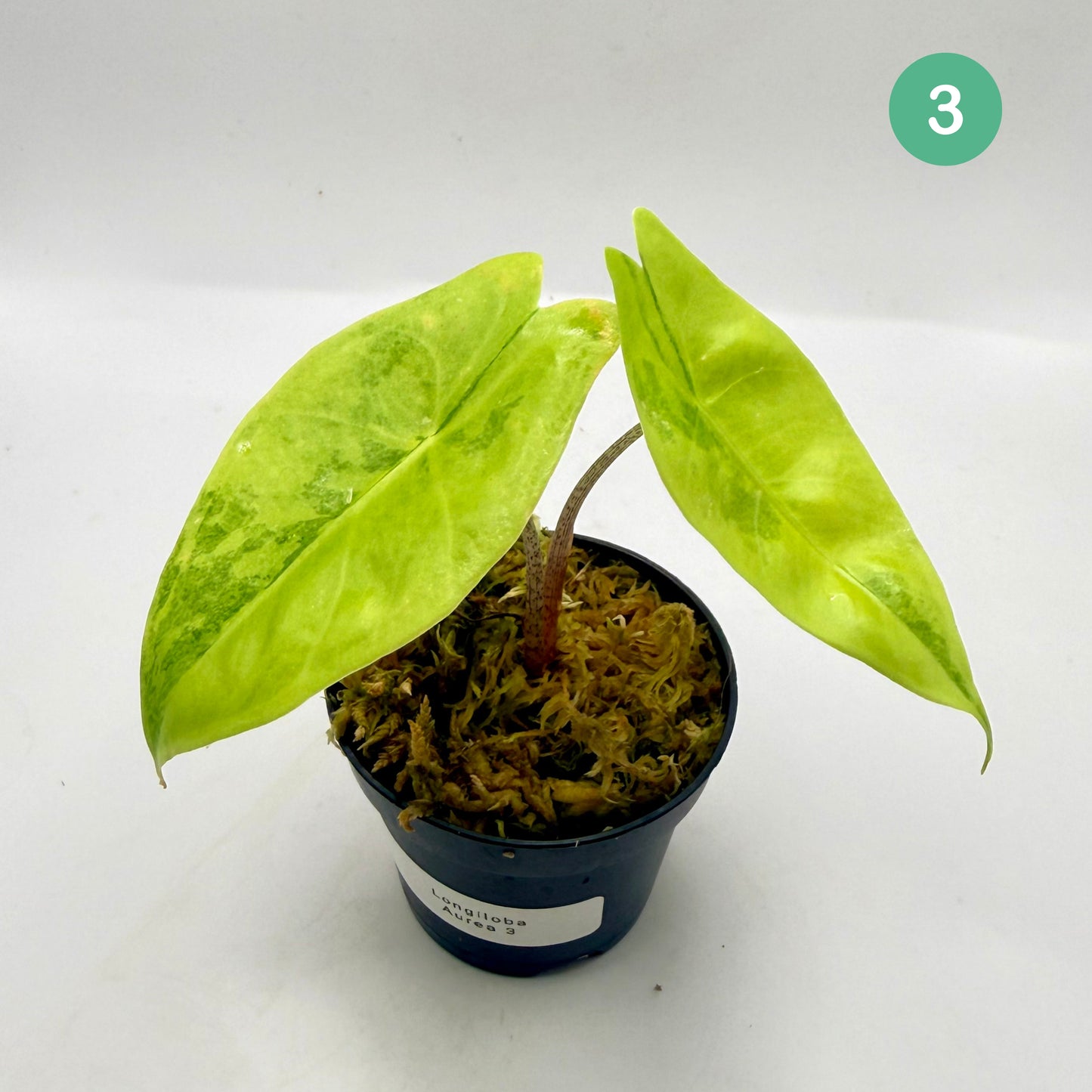 Alocasia Longiloba Aurea Variegata