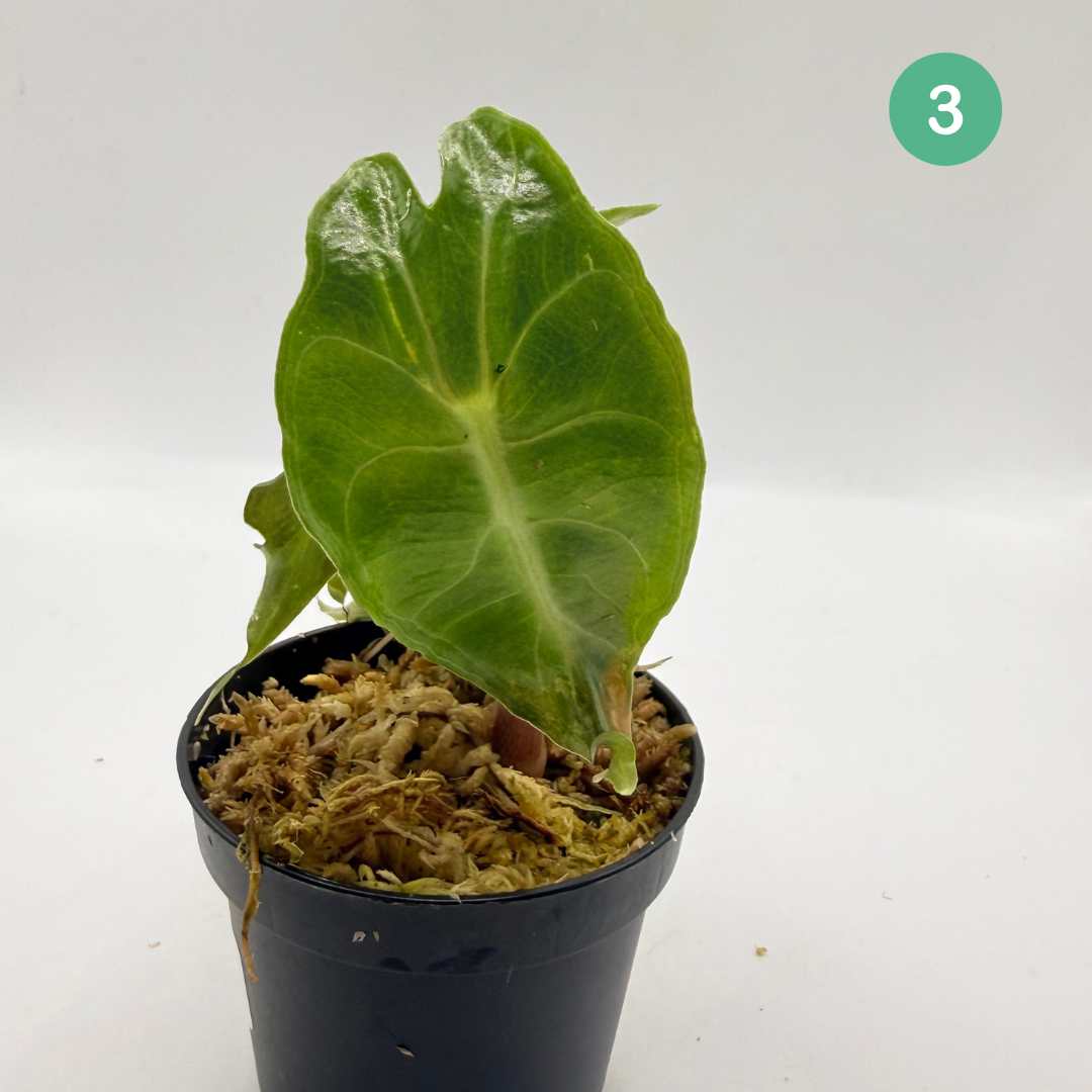 Alocasia Venom