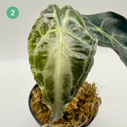 Alocasia Venom