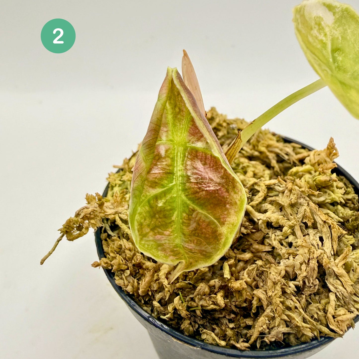 Alocasia Azlanii Aurea Variegata