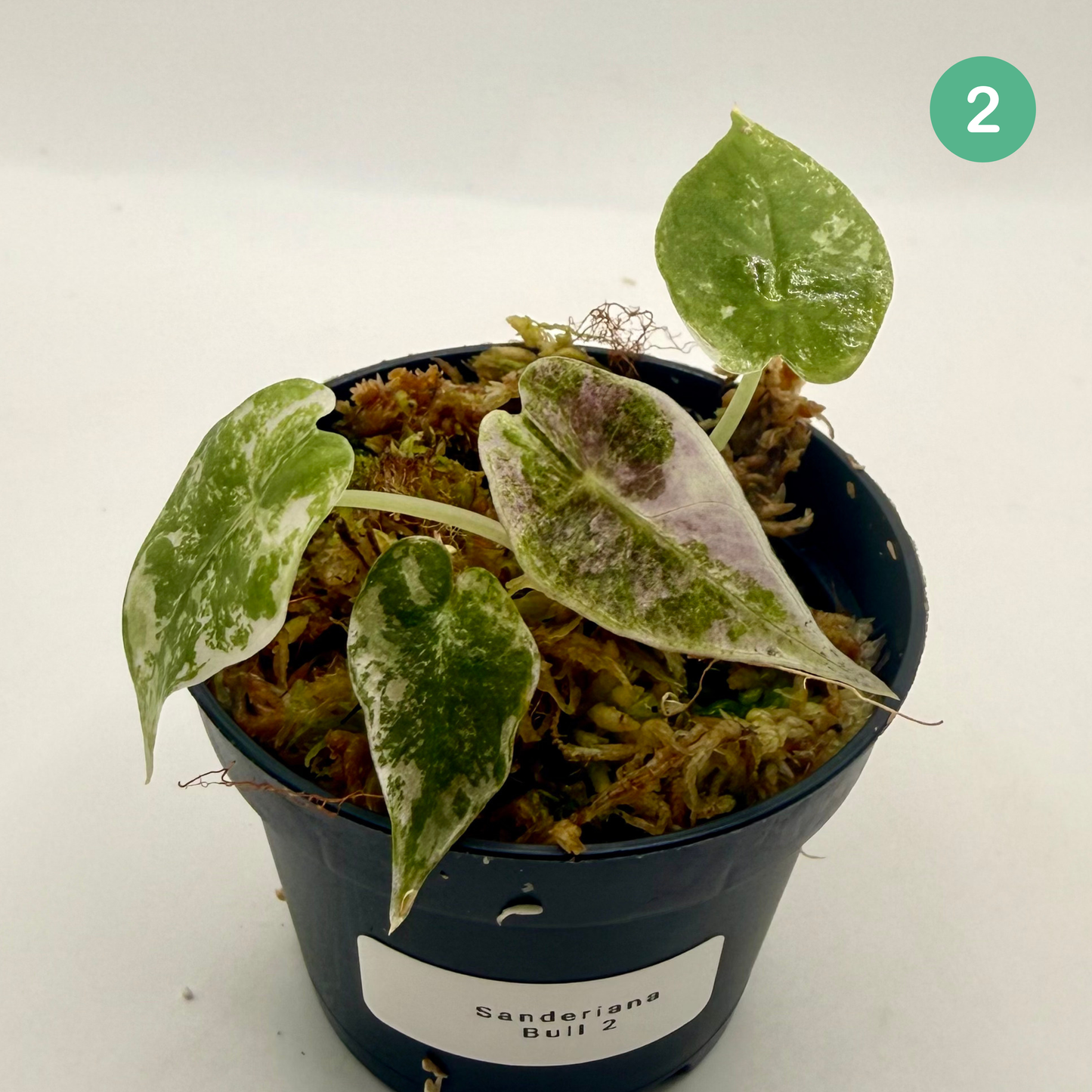 Alocasia Sanderiana Bull Pink/Albo Variegata