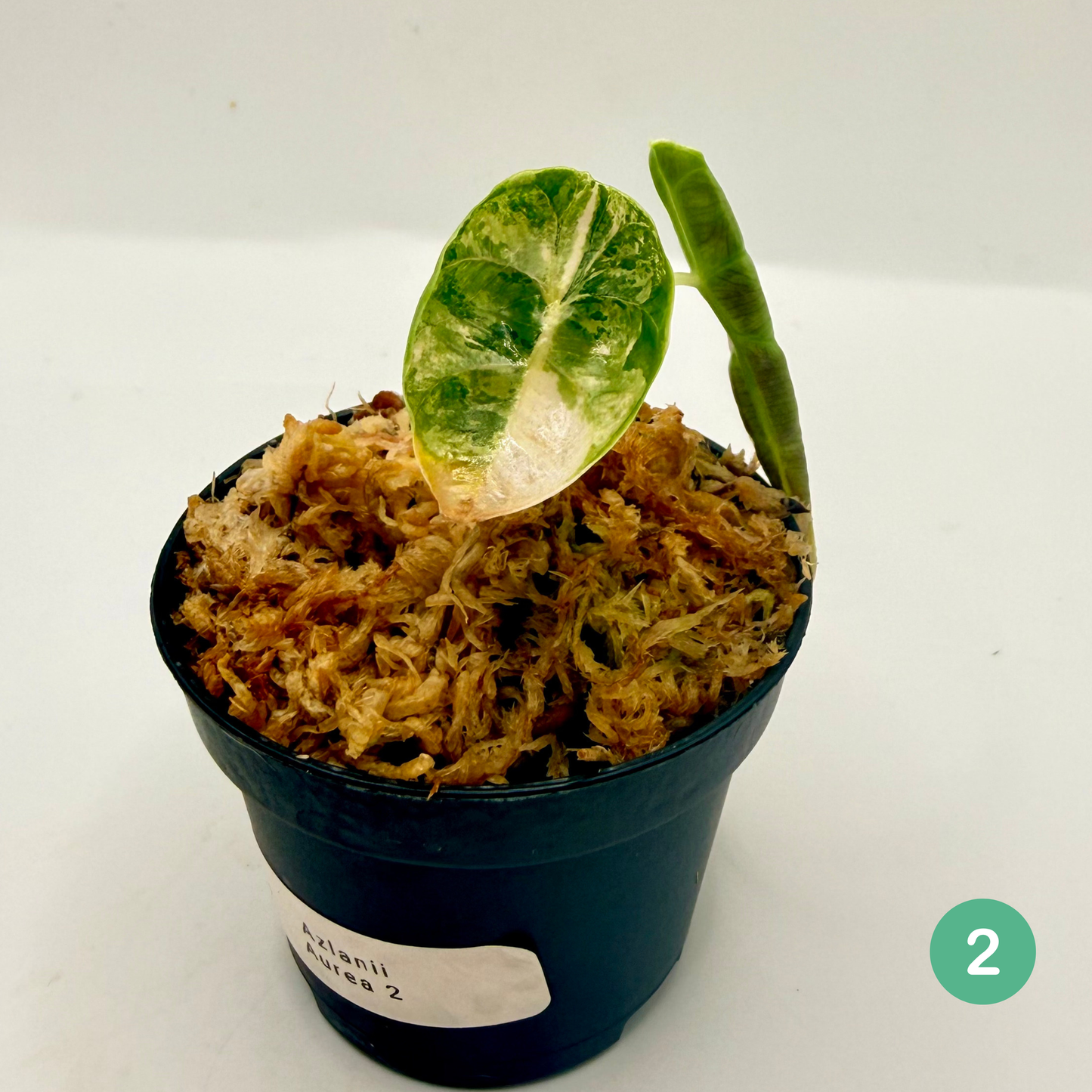 Alocasia Azlanii Aurea Variegata