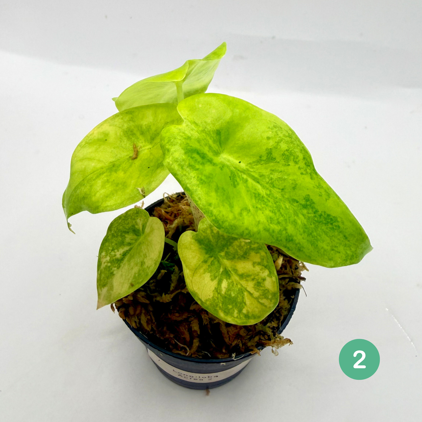 Alocasia Longiloba Aurea Variegata