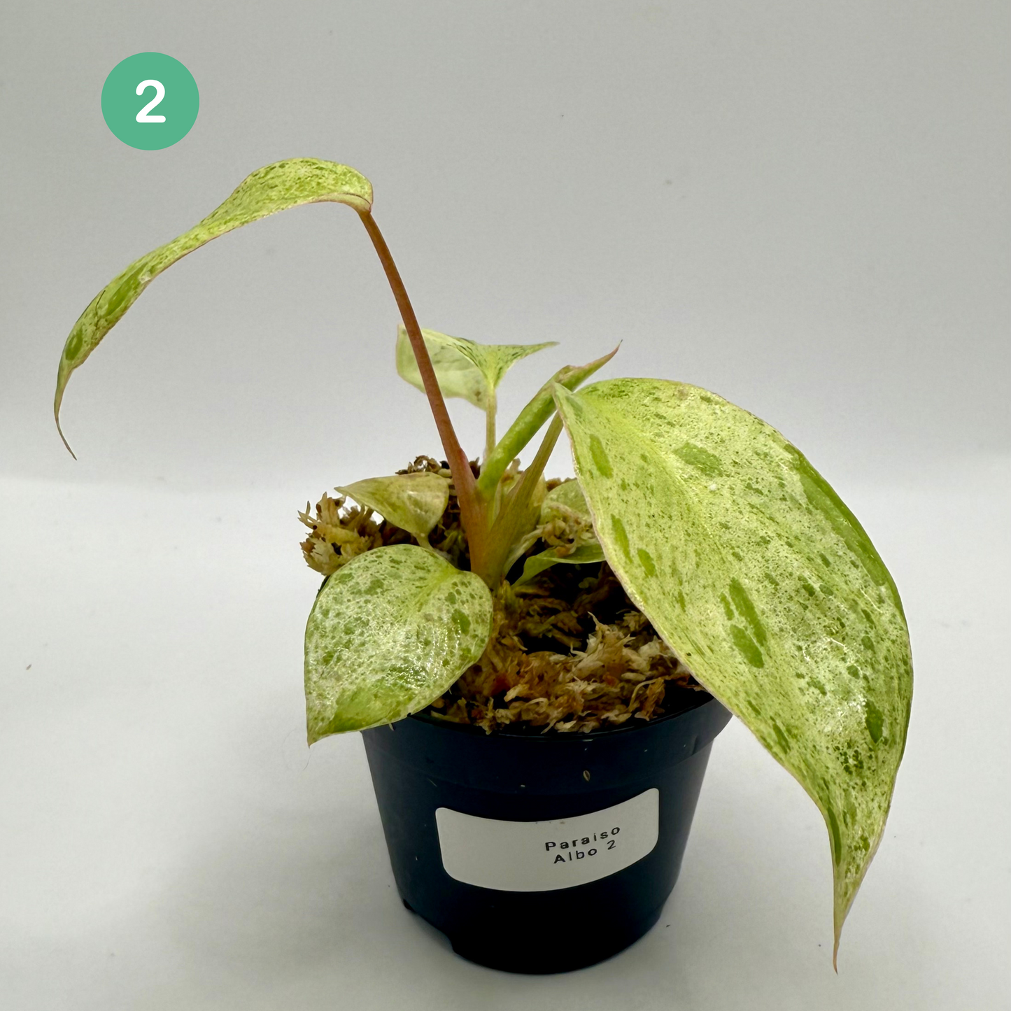 Philodendron Paraíso Verde Albo Variegated