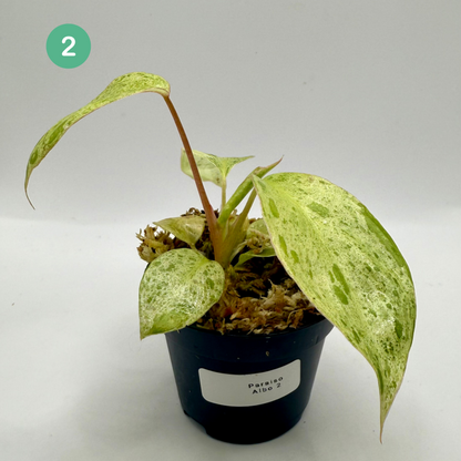 Philodendron Paraíso Verde Albo Variegated