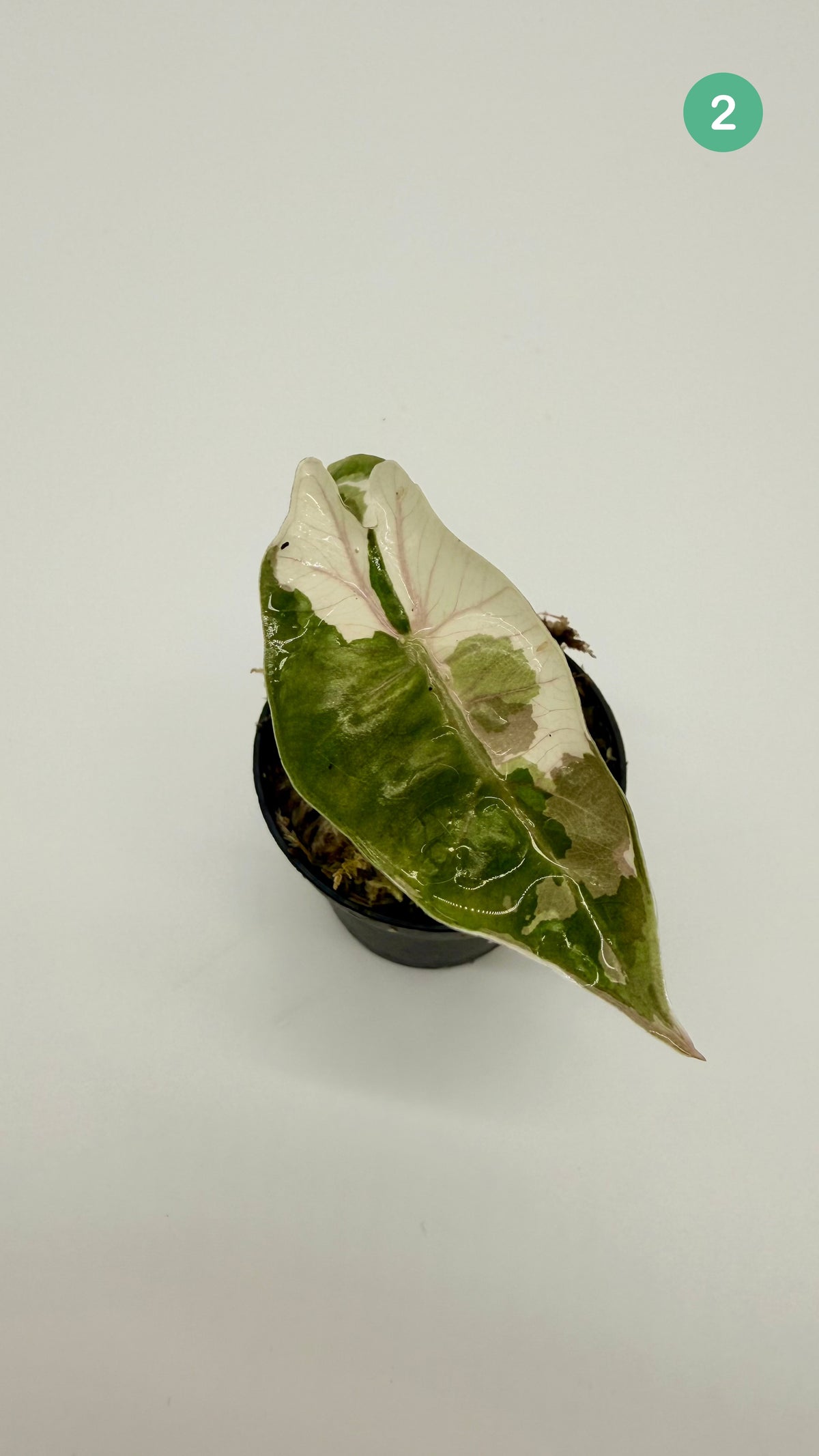 Alocasia Pseudo Sanderiana Albo/Pink Variegata