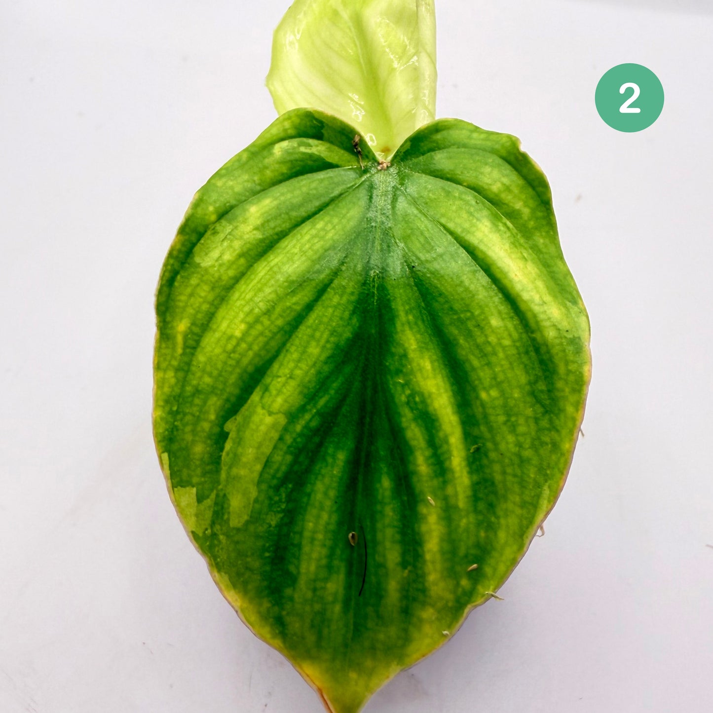 Philodendron Plowmanii Variegated