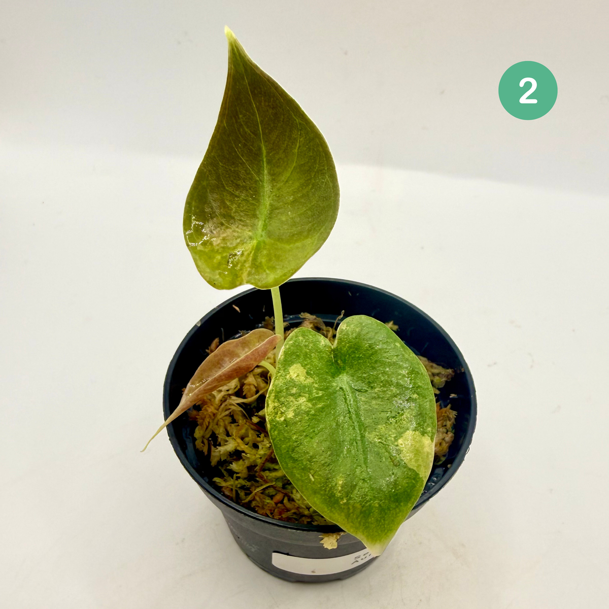 Alocasia Sedenii Aurea Variegata