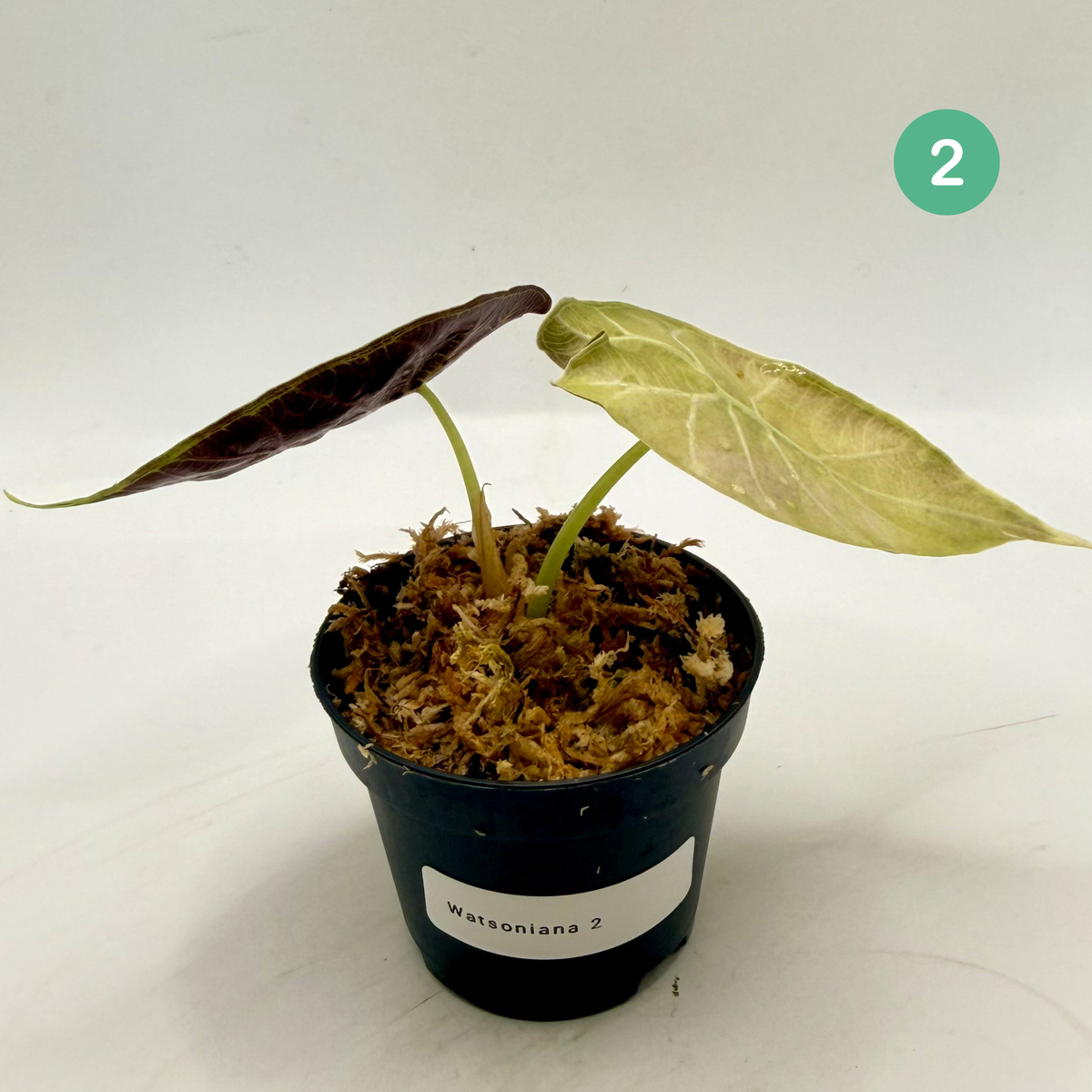 Alocasia Watsoniana Doff - Albo/Pink Variegata