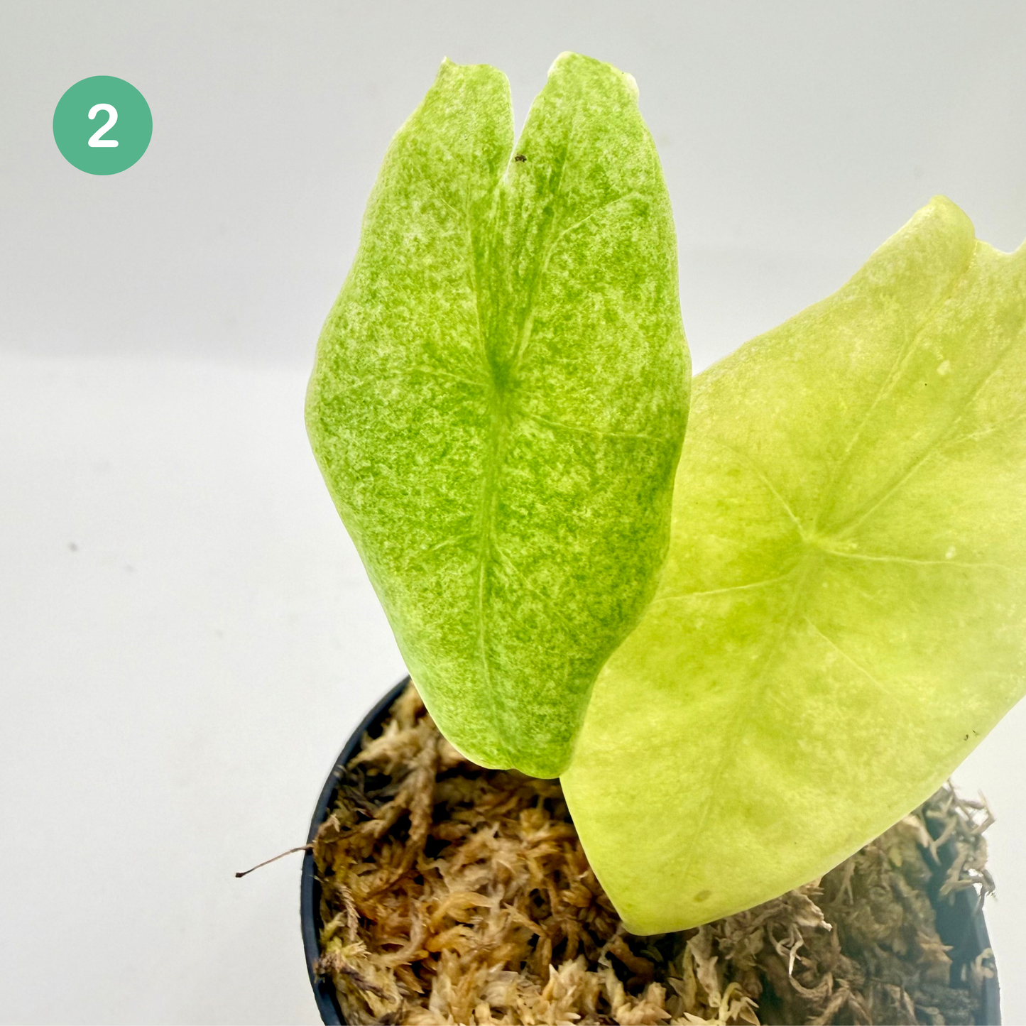 Alocasia Longiloba Mottled Variegata