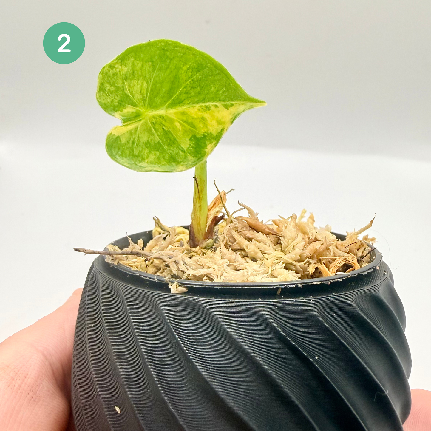 Alocasia Frydek Dorayaki - London Eye - Aurea Variegata