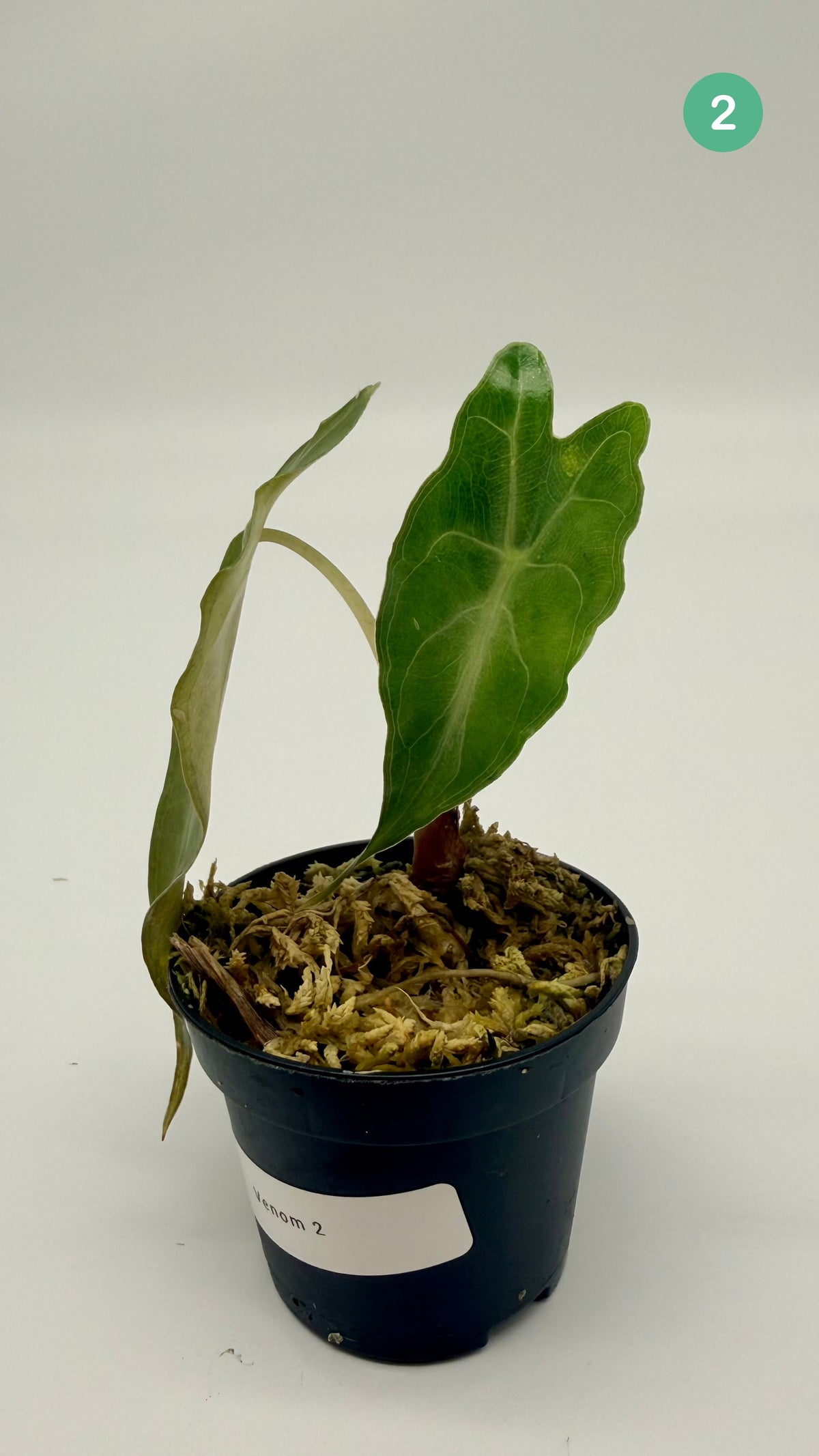 Alocasia Venom
