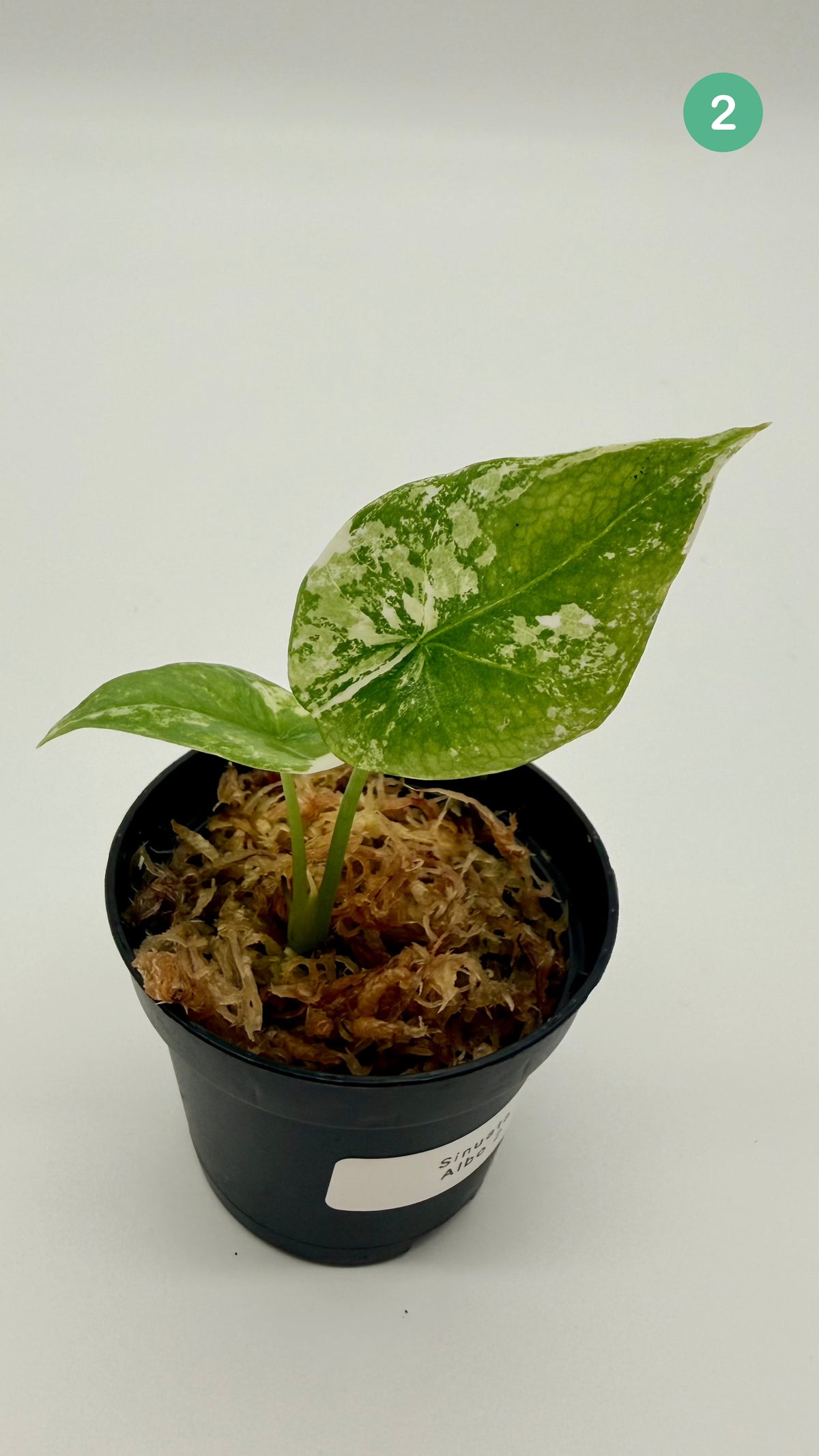 Alocasia Sinuata Albo Variegata