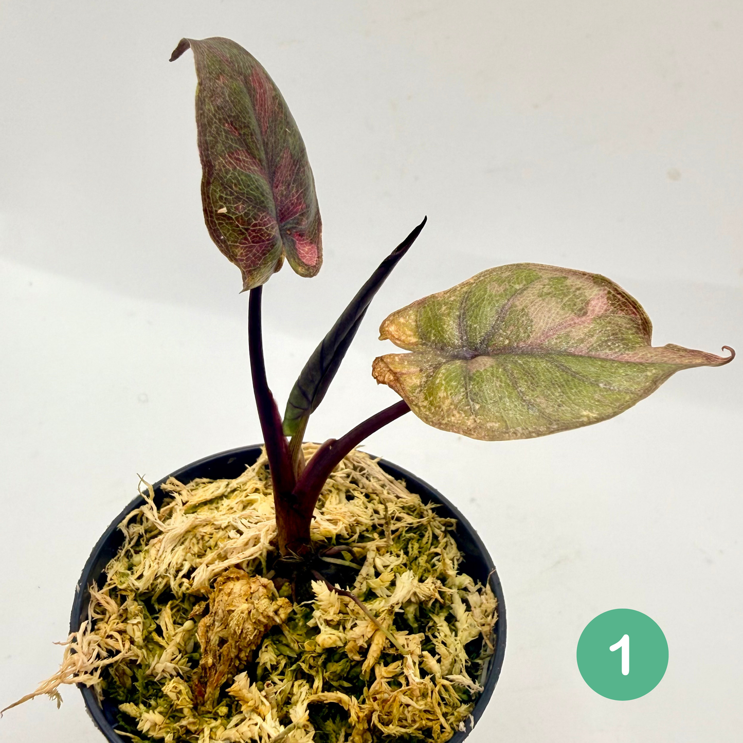Alocasia Serendipity Variegata