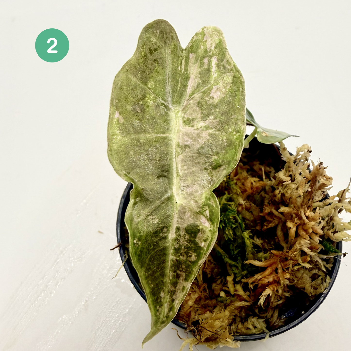 Alocasia Polly Snowflake Pink/Albo Variegata