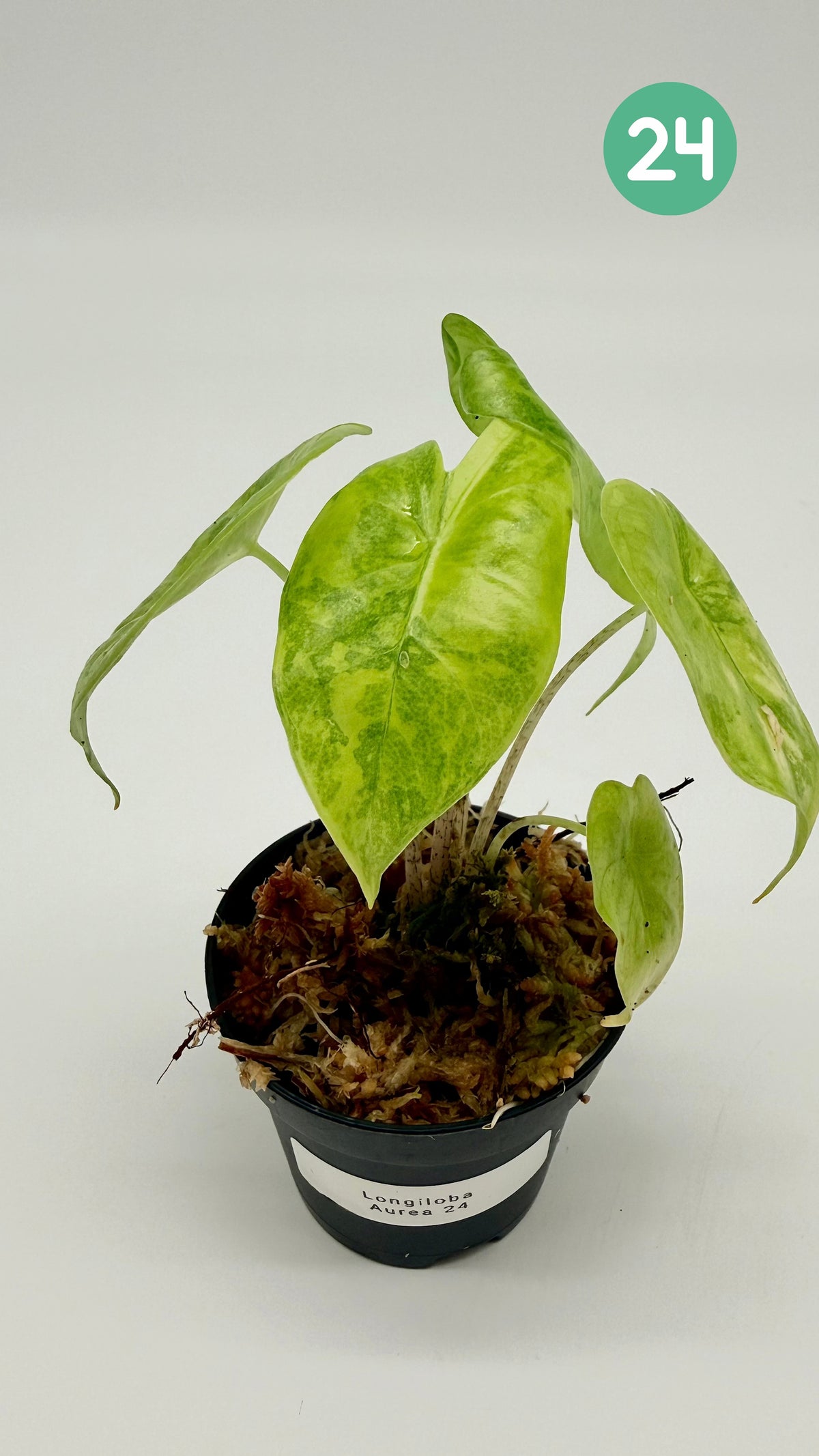 Alocasia Longiloba Aurea Variegata