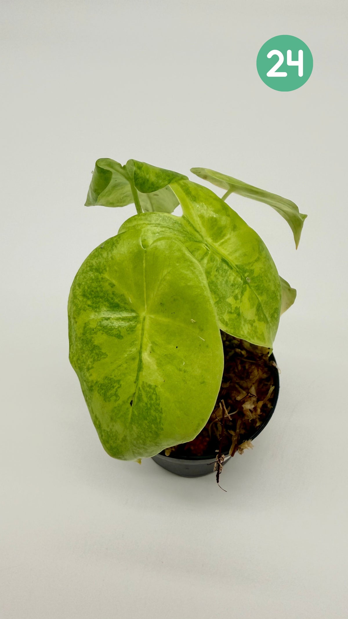 Alocasia Longiloba Aurea Variegata