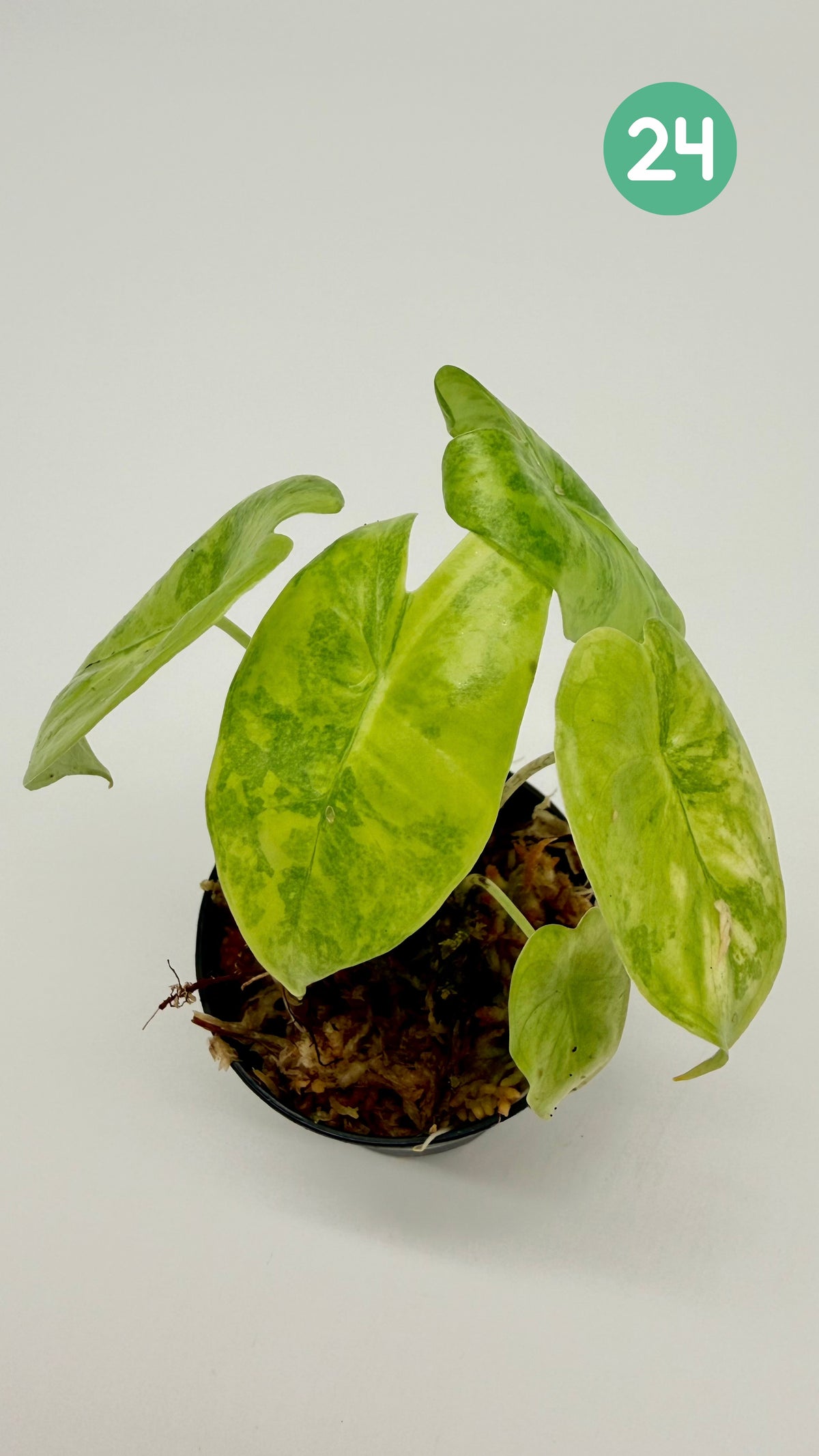 Alocasia Longiloba Aurea Variegata