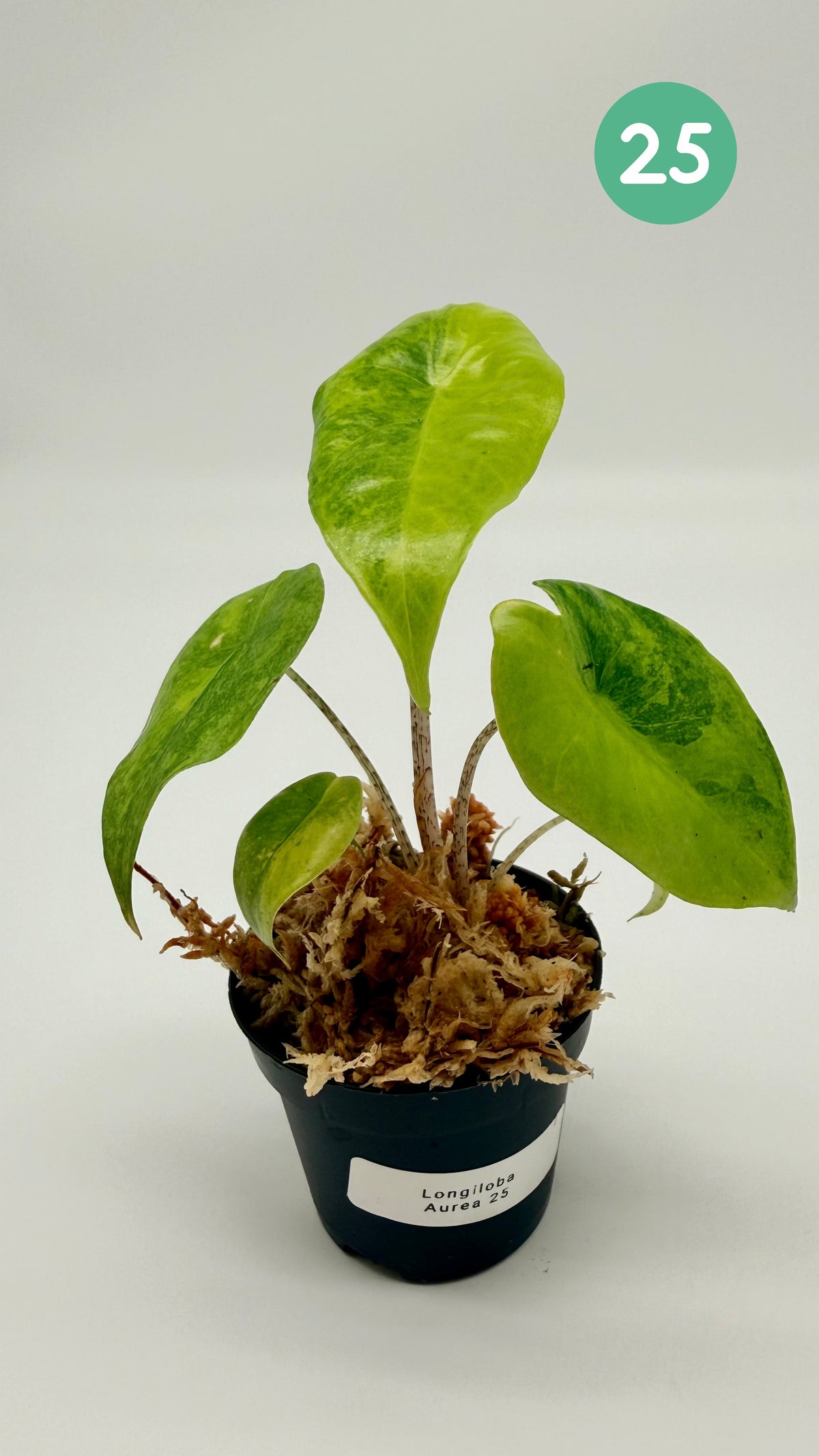 Alocasia Longiloba Aurea Variegata