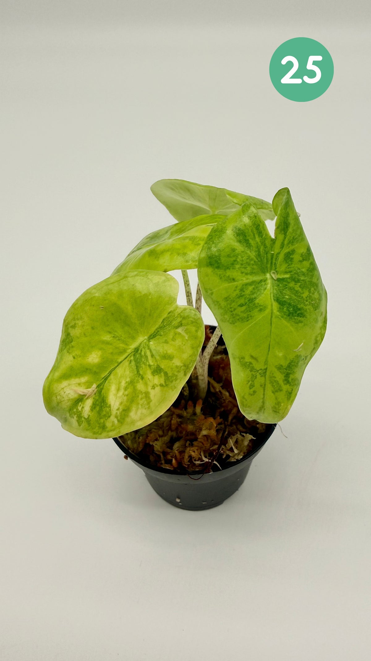 Alocasia Longiloba Aurea Variegata