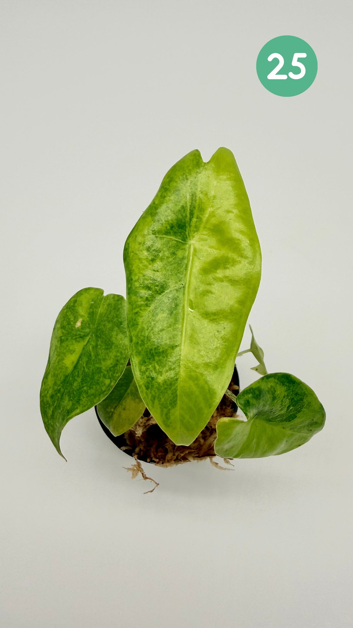 Alocasia Longiloba Aurea Variegata