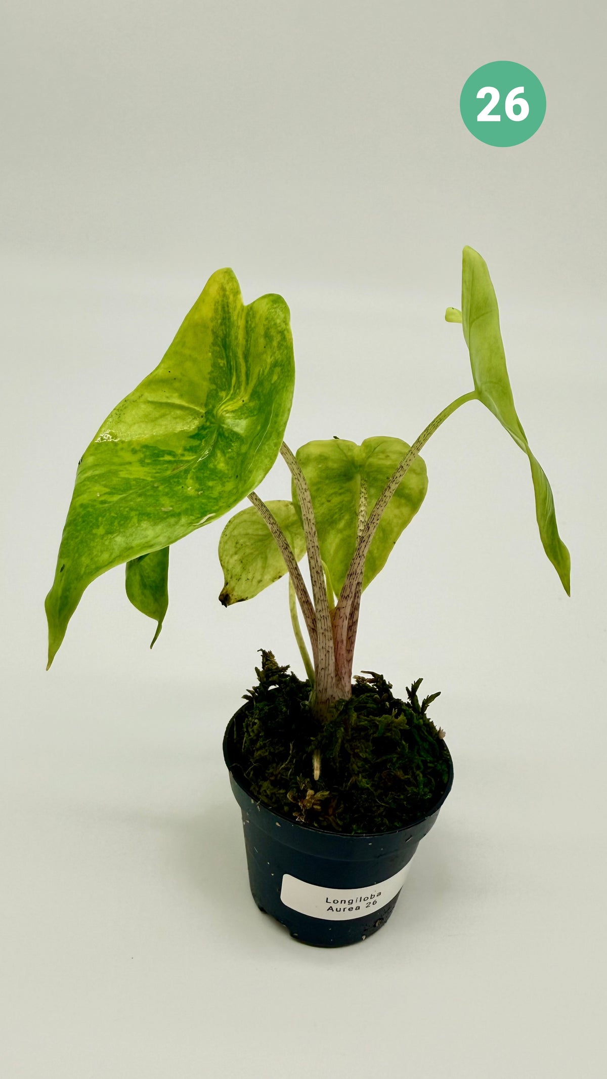 Alocasia Longiloba Aurea Variegata