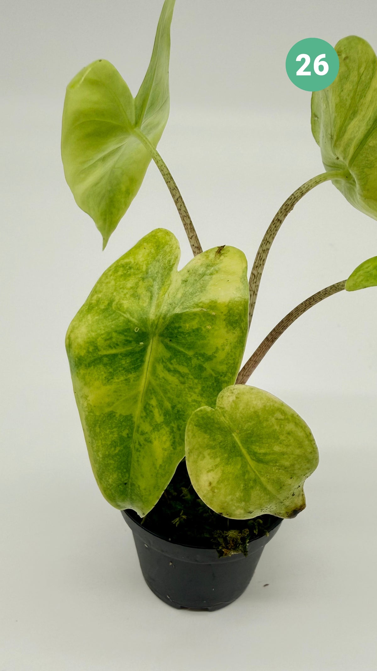Alocasia Longiloba Aurea Variegata
