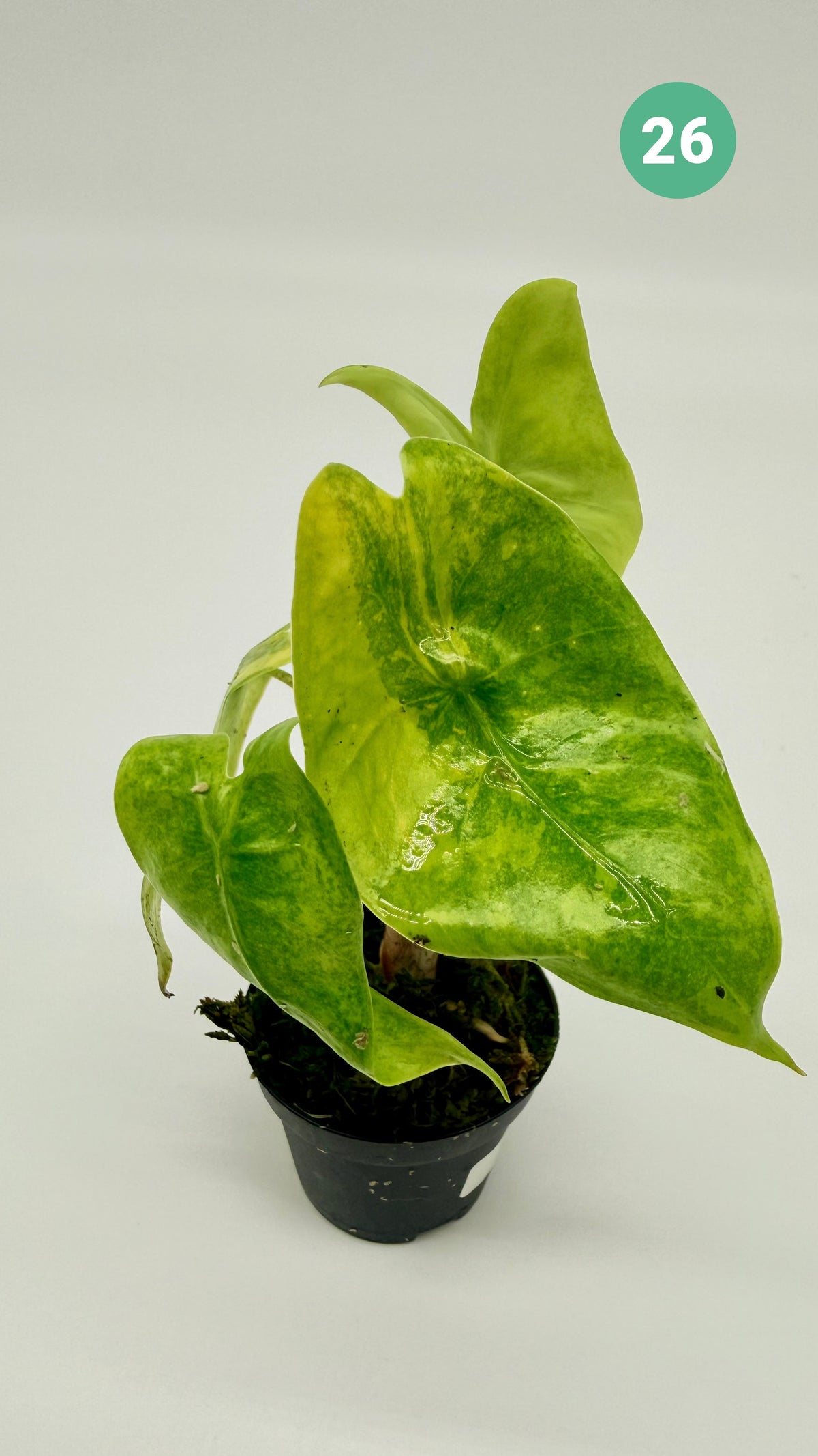Alocasia Longiloba Aurea Variegata
