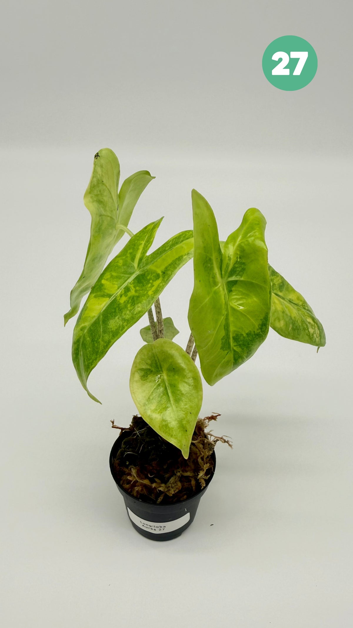 Alocasia Longiloba Aurea Variegata