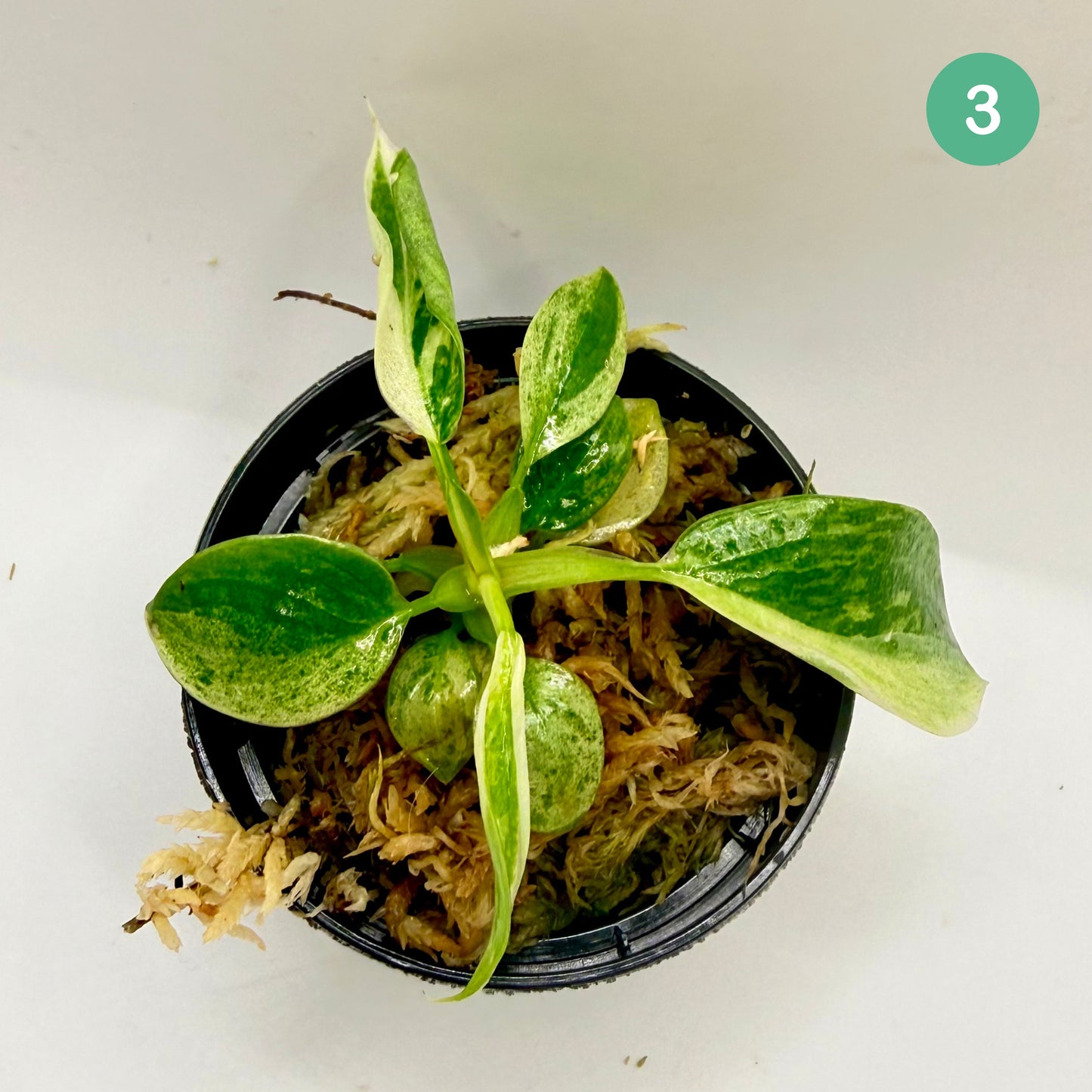 Philodendron Billietiae x José Buono Variegated